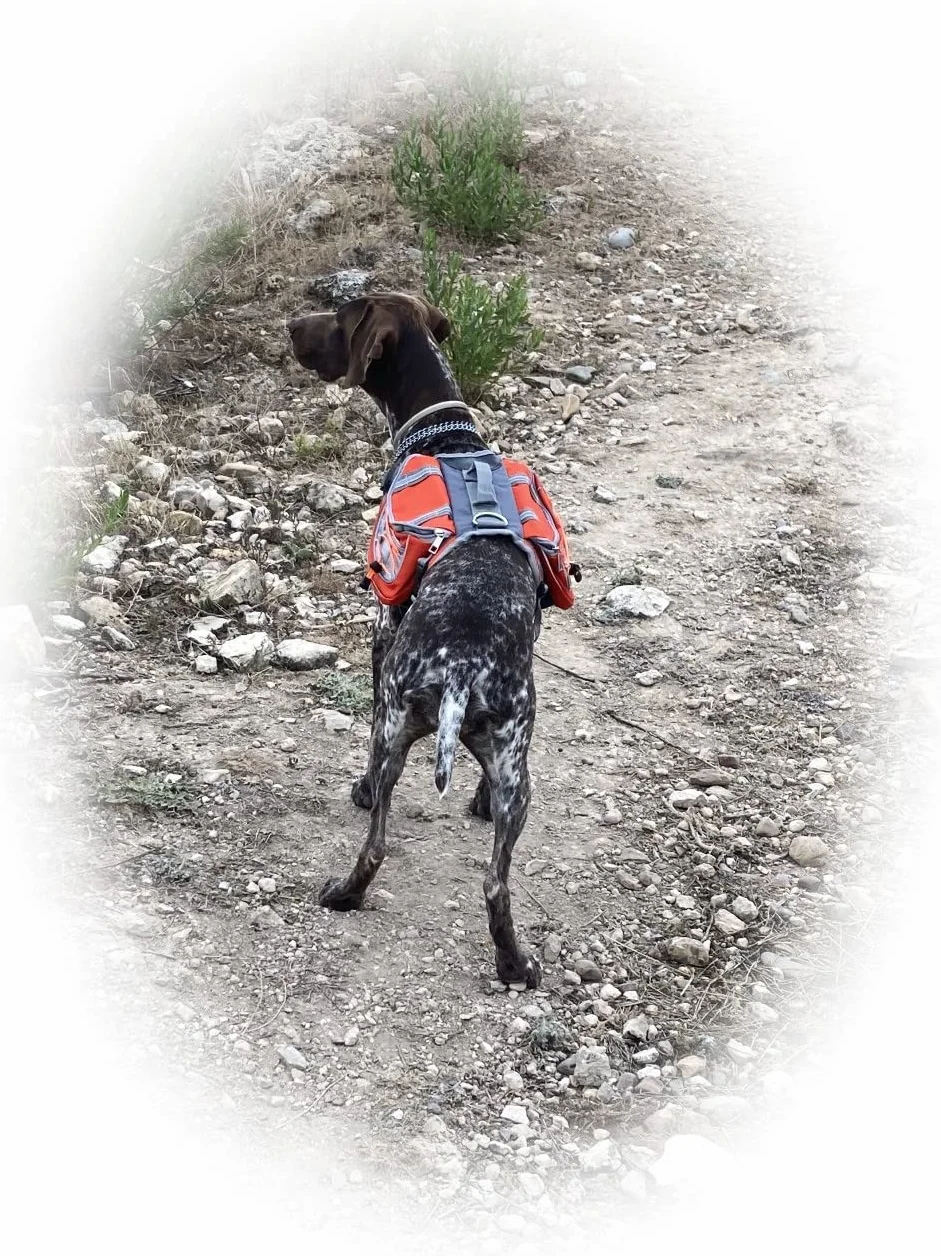 Zaino bisaccia per cani regolabile per trekking, imbracatura con manico per viaggi. Doppia tasca grande per accessori. Sicurezza e striscia riflettente, traspirante comoda leggera.