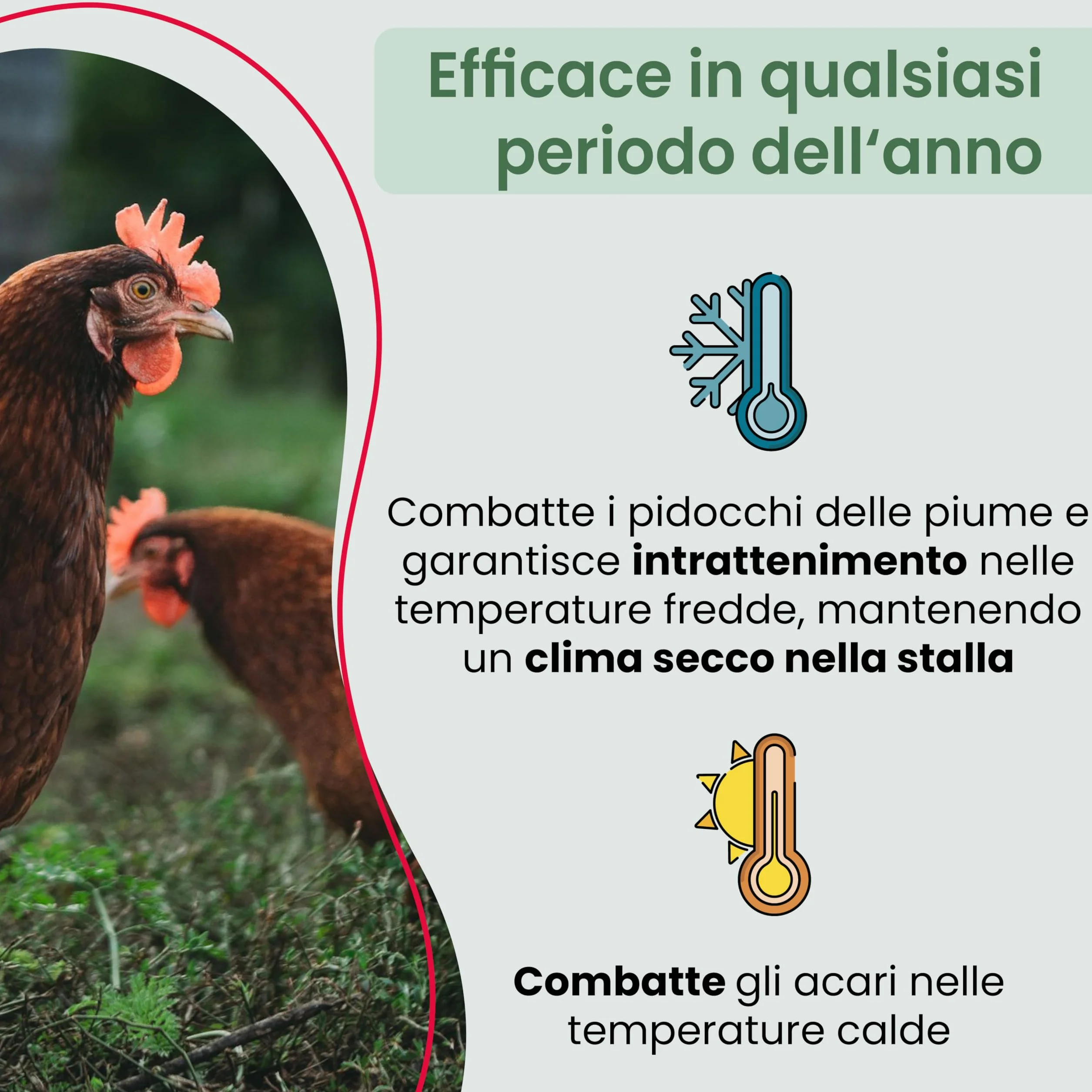 Bagno di polvere antiacaro per polli 25 kg, bagno di sabbia in polvere contro gli acari, rimedio antiacaro per polli, protezione antiacaro naturale, polvere