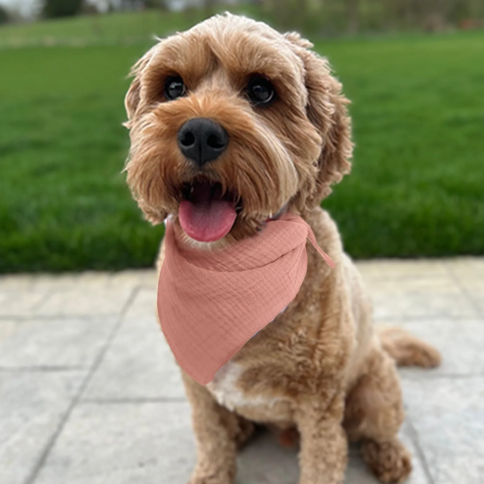 Bandana per Cani Tinta Unita Rosa Corallo Cotone Morbido Taglia Grande 15-40kg