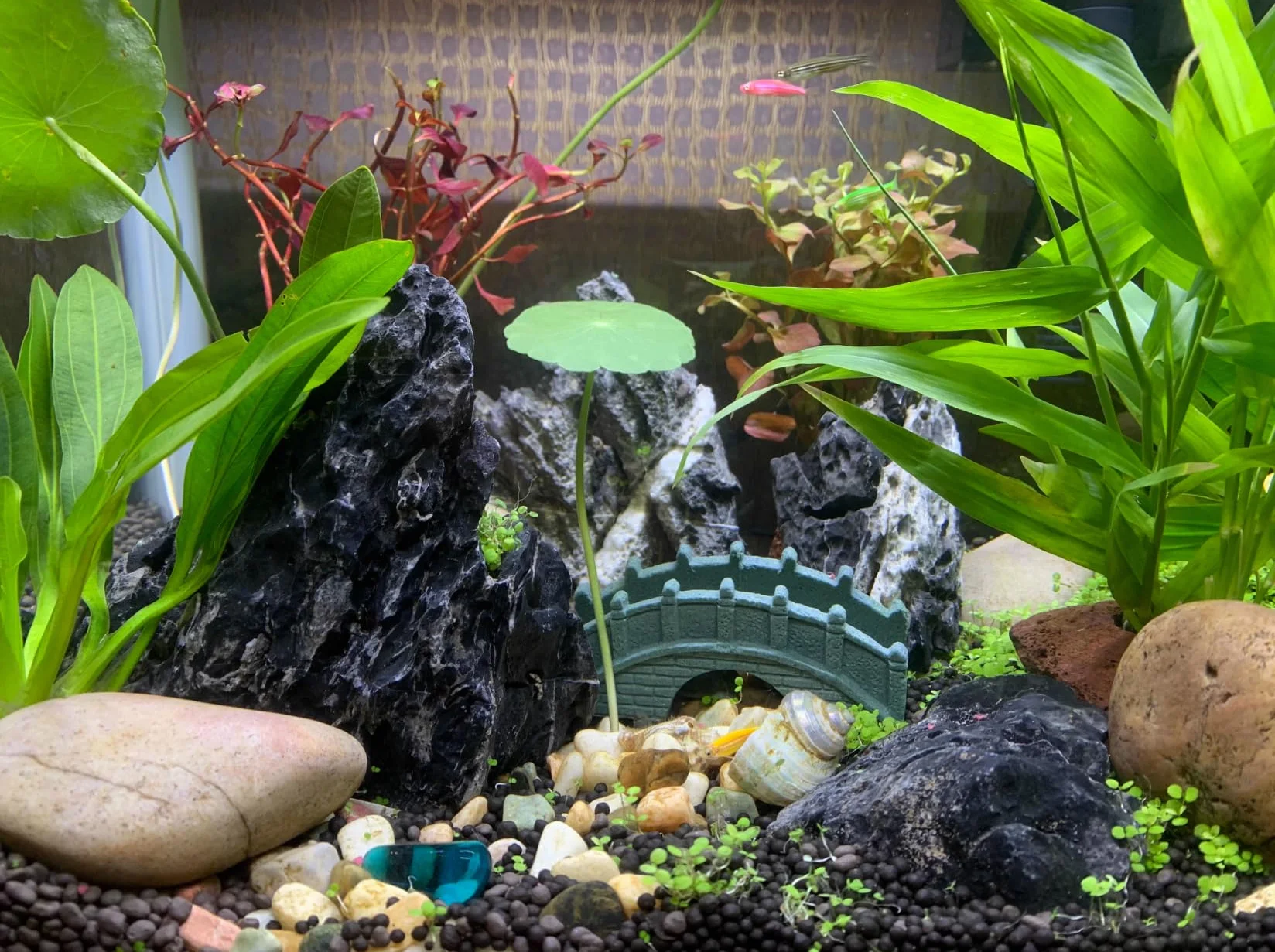 Unocho Rocce Seiryu 5kg Pietre Naturali Dragon Stone per Acquari Aquascaping Decorazione Acquario Paesaggio Modello Giardino in Miniatura(7,5-20 cm)