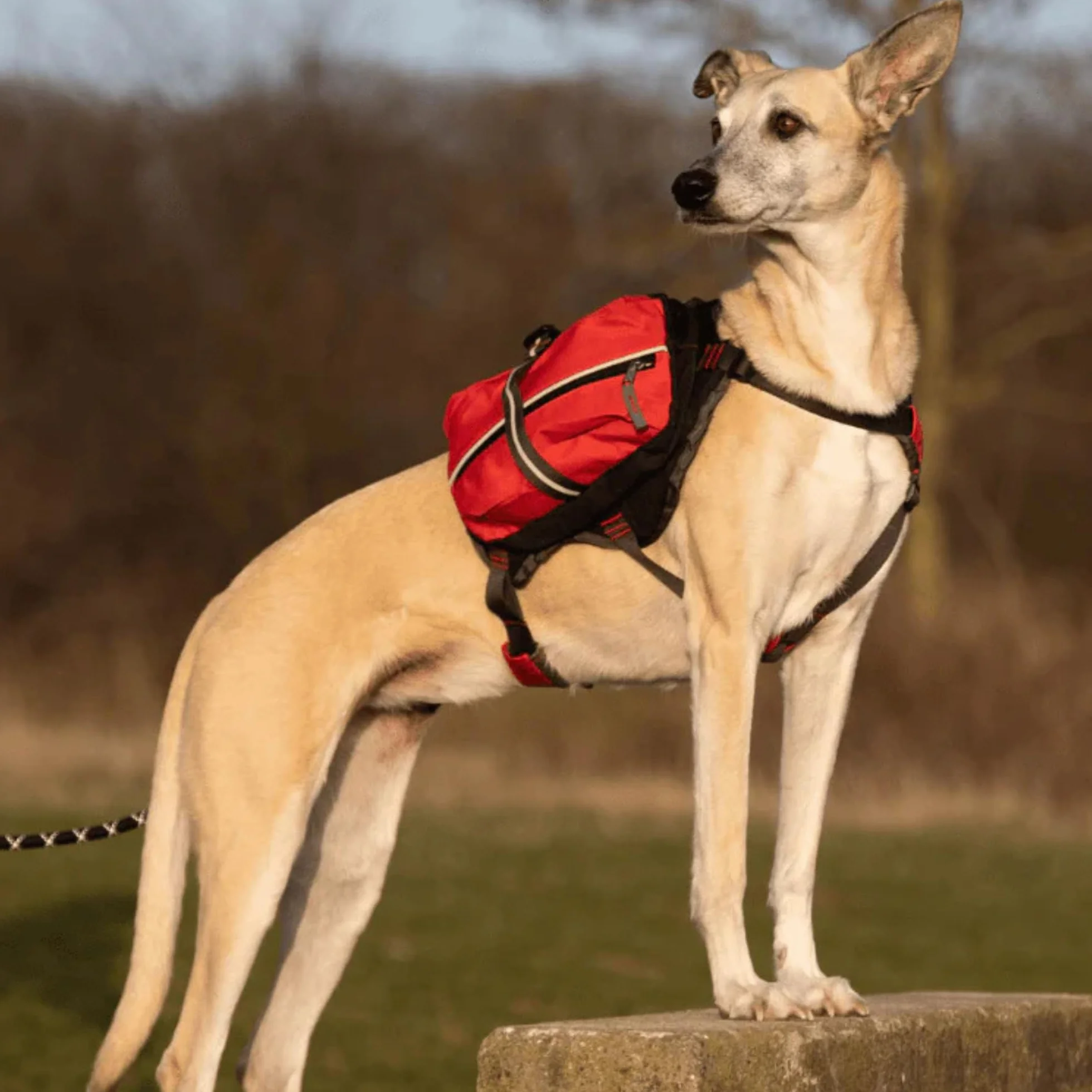iEnergy Zaino per cani MAL - Zaino per cani - Zaino resistente alle intemperie per cani - Zaino da trekking ben imbottito, Rosso, Piccolo