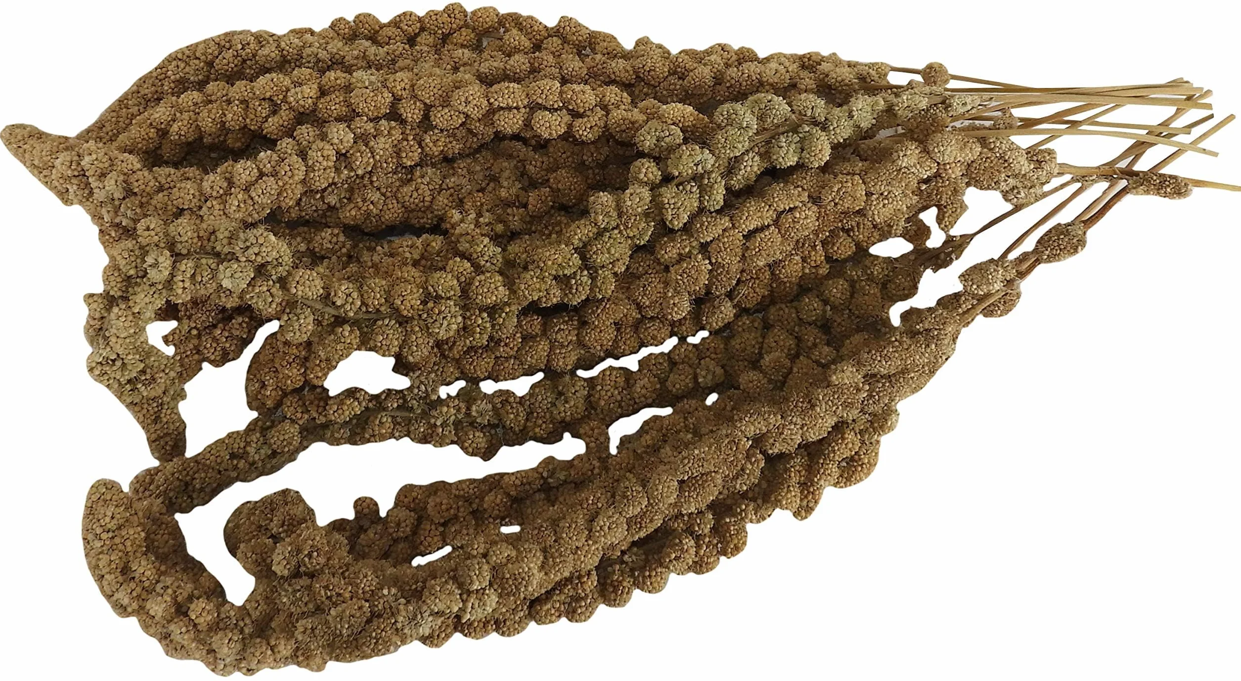 Aimé Miglio in rami e semi per uccelli 250 g - Snack uccelli domestici - Mangime pappagalli e altri volatili 100% naturale