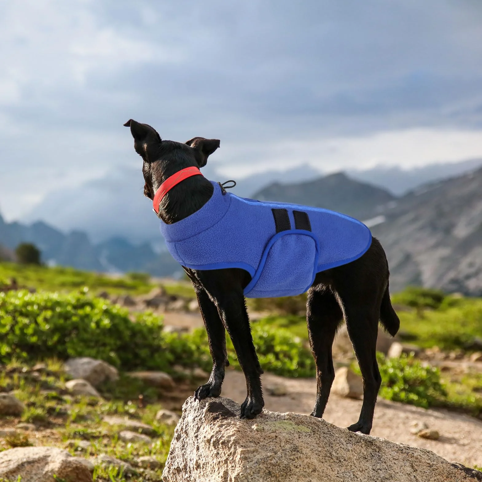 Pile Dog & Cat Coat Harness Vest – Caldo Blu (S)