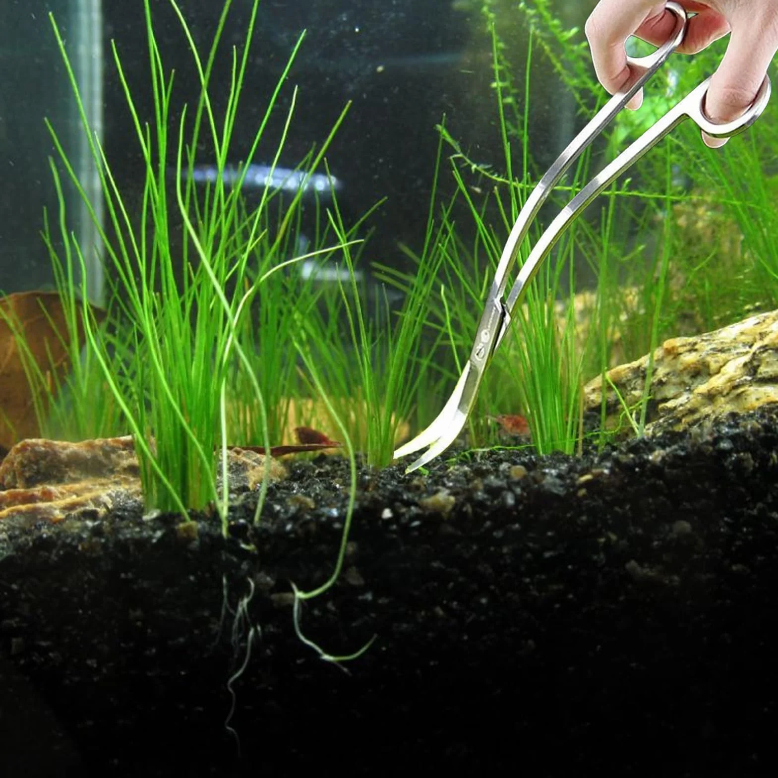 Forbici Da Acquario Curve In Acciaio Inossidabile 25 Cm Aquascaping Strumento