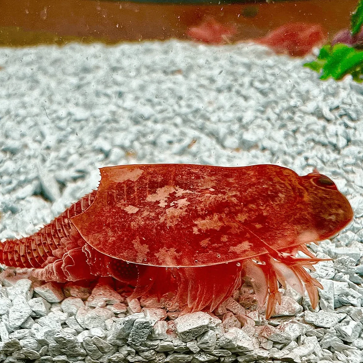 Triops Beni Kabuto EBI Albino Grasso di allevamento 300 uova