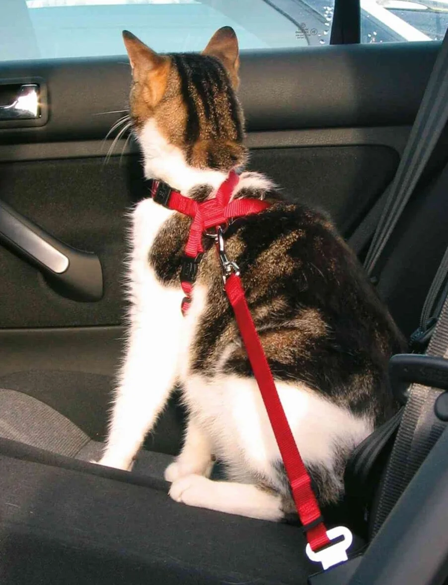 Trixie Imbracatura e Cintura di Sicurezza per Gatti, 20 – 50 cm, Rosso