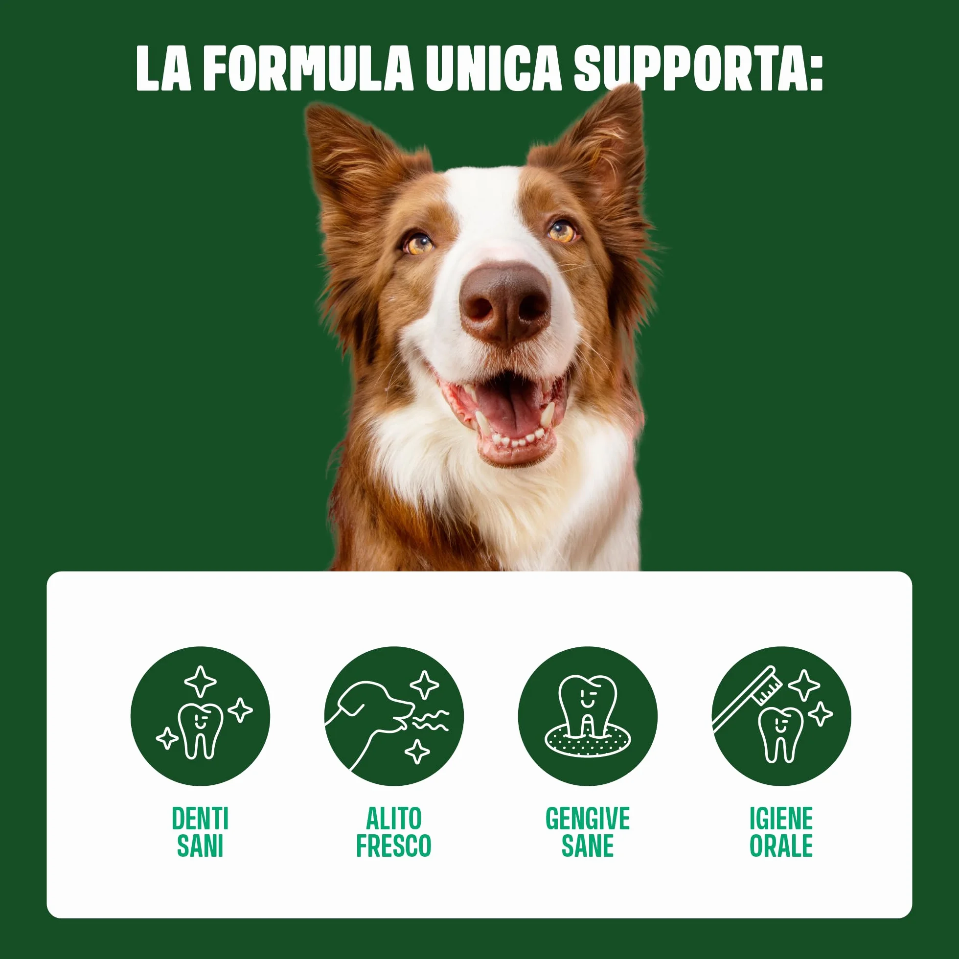 ivvi dental - snack per l'igiene dentale dei cani. Menta, prezzemolo, finocchio, camomilla, olio di cocco, alghe brune. 60 snack con pollo. Favorisce denti sani, alito fresco e gengive sane