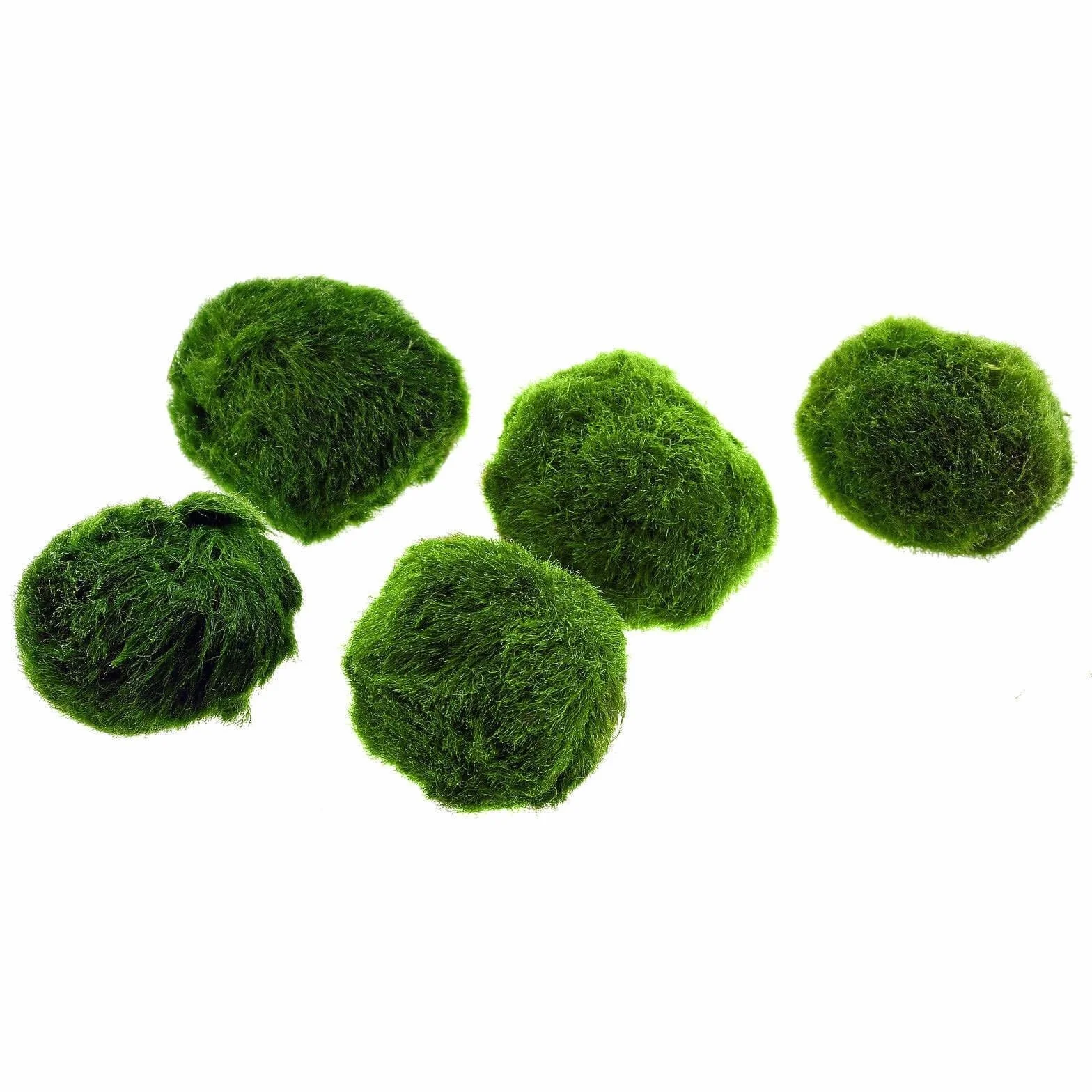 Marimo (2-3 cm) Alga Palla Cladophora Aegagropila Muschio Decorazione Naturale per Acquari Terrari 2 Pezzi