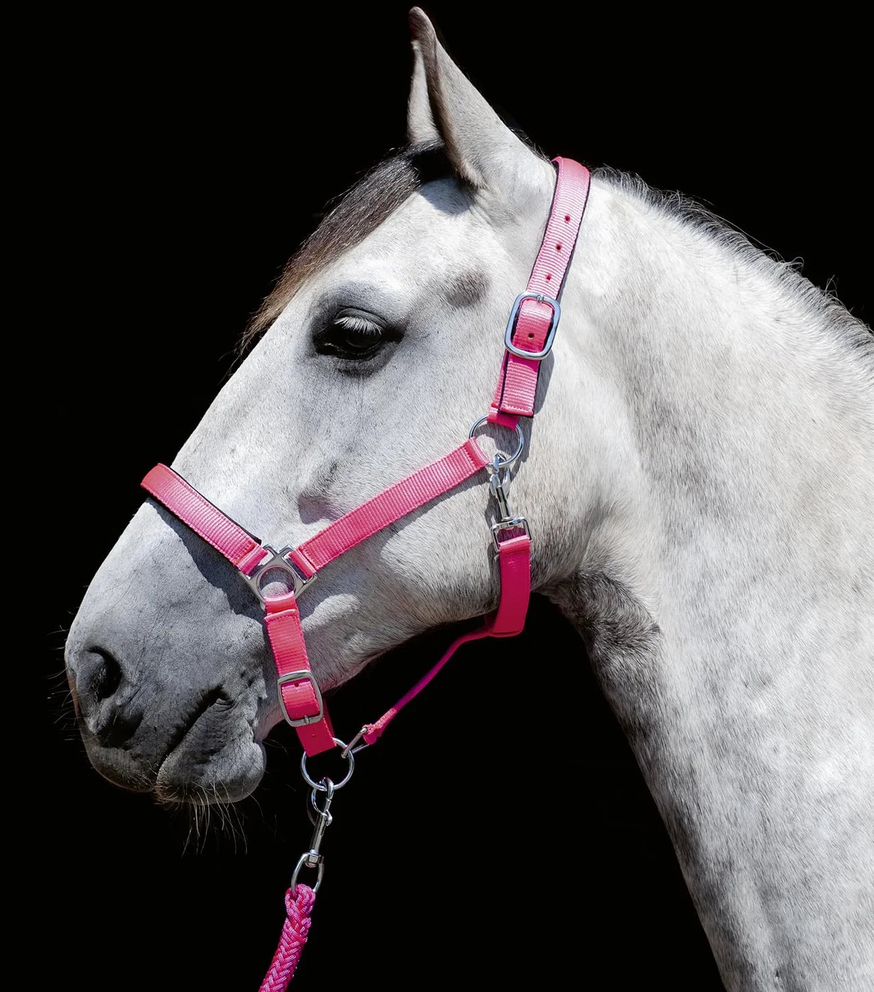 HKM 2785 - Cavezza Pony, Colore: Blu