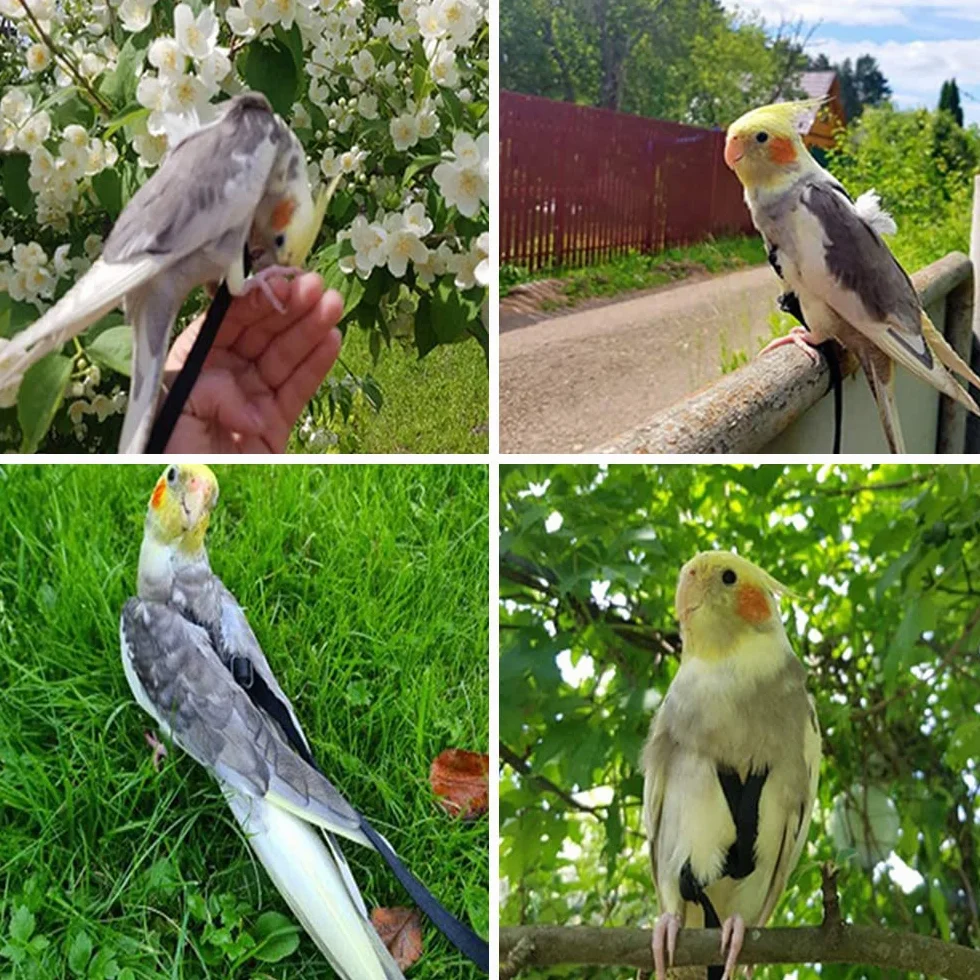 ASOCEA Pettorina regolabile per pappagalli e uccellini, anti-morso, corda da addestramento per animali domestici, trazione all'aperto, adatta per piccoli pappagallini, inseparabili, calopsitte, Mynah