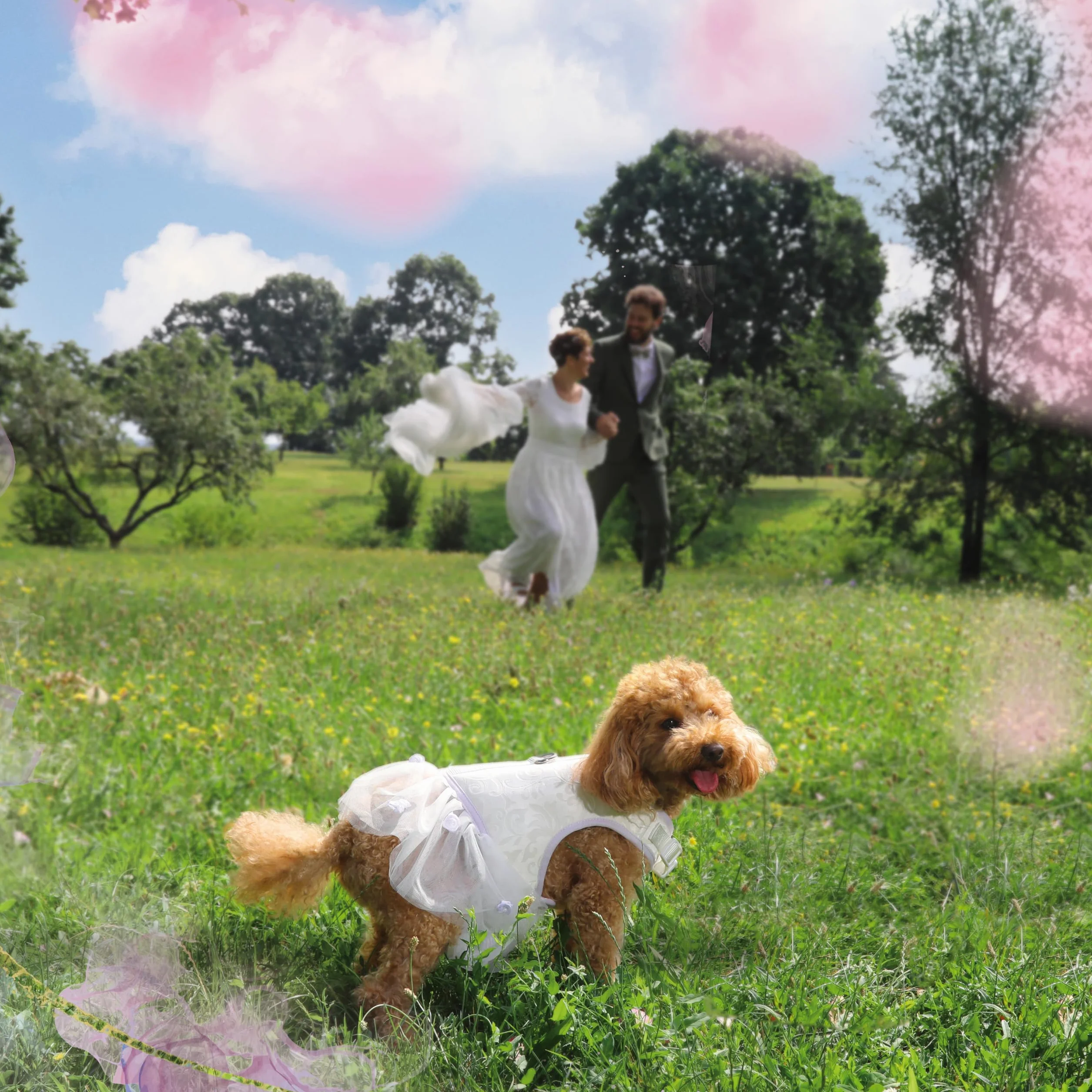 Croci Ceremony Bride - Pettorina per cane femmina, Per Matrimoni, Vestito per cani con Gonna in Tulle, Fantasia Damascata, Regolabile, L/46-53 cm