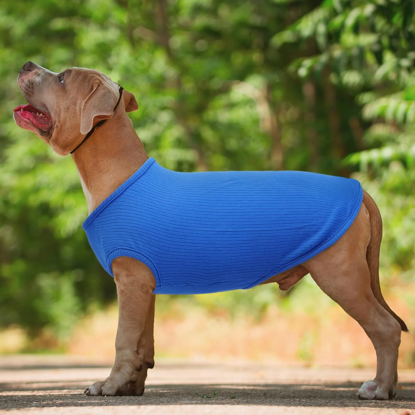 Blu zaffiro XXS Maglietta Cane Sottile Maglione Estiva Taglia Piccola Maglia Elastico a Righe