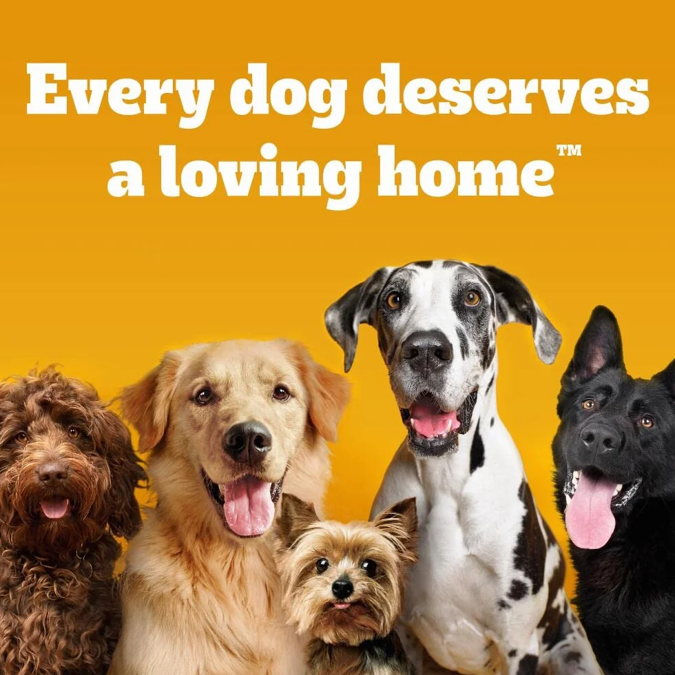 Pedigree Dentastix, Bastoncini per l’igiene Dentale Quotidiana del Cane (Etichetta in Lingua Italiana Non Garantita)