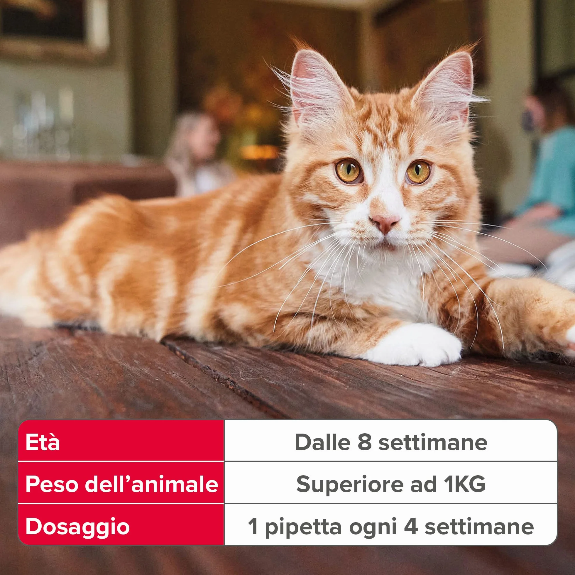 Beaphar FIPROtec Antiparassitario per Gatti, Protegge da Pulci e Zecche - 3 Pipette