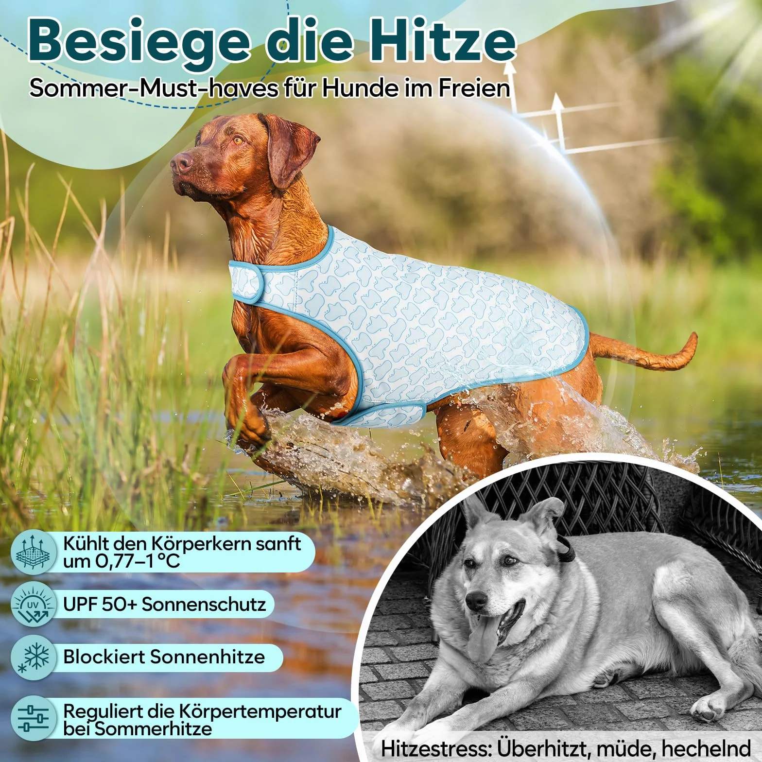Gilet rinfrescante per cani – Protezione UV, regolabile, reversibile, raffreddamento evaporativo