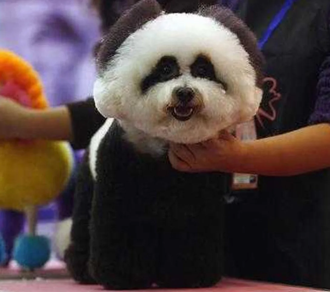Pet Colorante per Pelo, Tintura Professionale per Animali con Fragranza alla Frutta, 12 Colori Vibranti, Formula Delicata e Duratura, per Cani e Gatti (01# black)