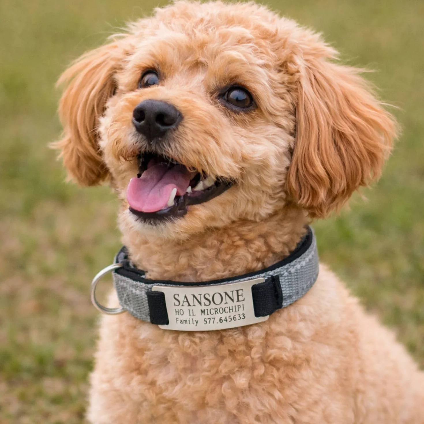Gruppo Veneziano - collare cane personalizzato - collare cane personalizzabile con targhetta in metallo - linee Catarifrangenti - clip in abs - gancio per guinzaglio