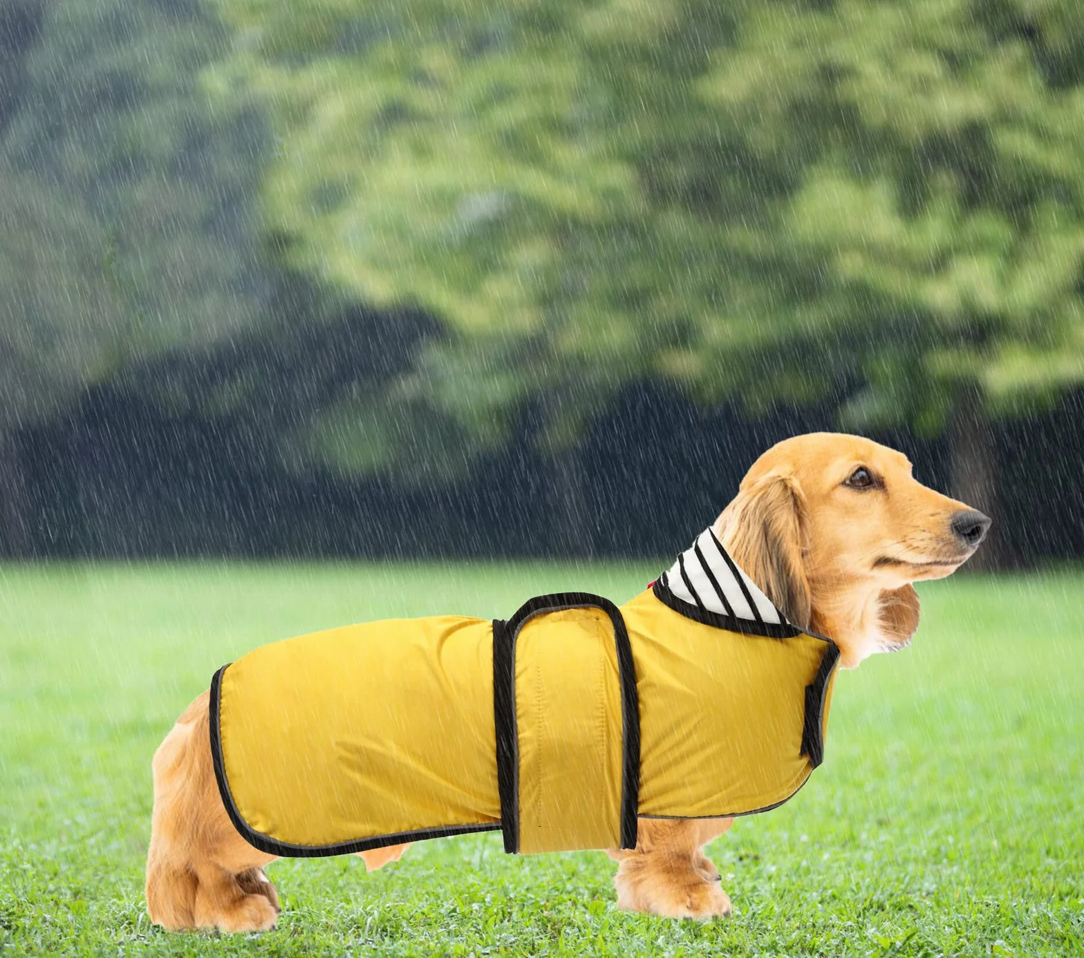 Geyecete-Cappotto Cane Impermeabile,Cappotto Bassotto,Bassotto Impermeabile Giacca con Regolabile Cintura,riflettuto Bassotto Giacca per piccola media Cani-Giallo-M