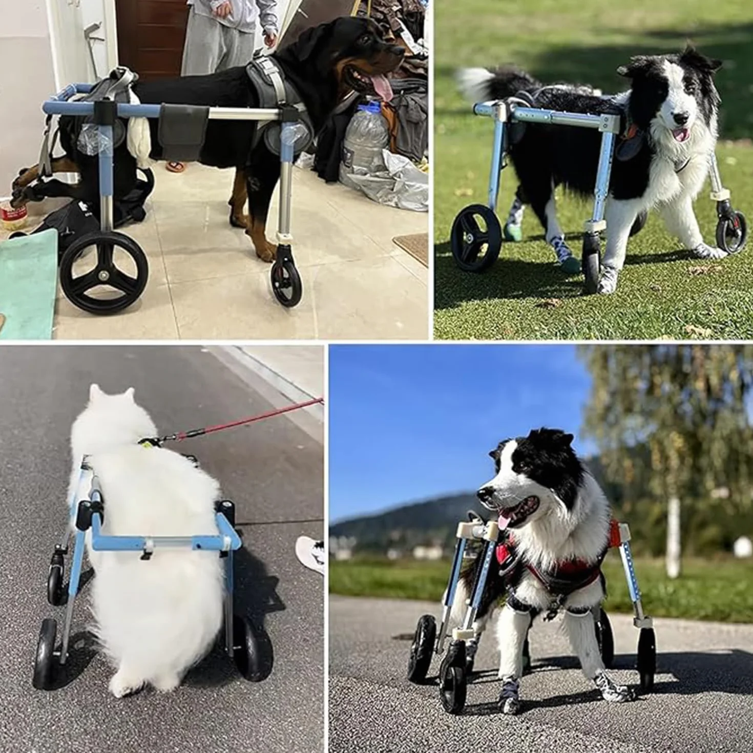 Sedia A Rotelle per Cani con Supporto Completo E 4 Ruote,Aiuta I Piccoli Arti Posteriori Paralizzati Recuperare La Mobilità,per Cani,Cuccioli,Gatti Disabili(XL,Blue)
