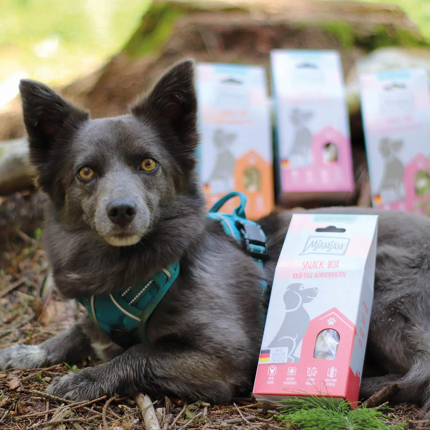 MjAMjAM Snackbox per Cani, Delizioso Filetto di Cavallo, Genuino, 80 g