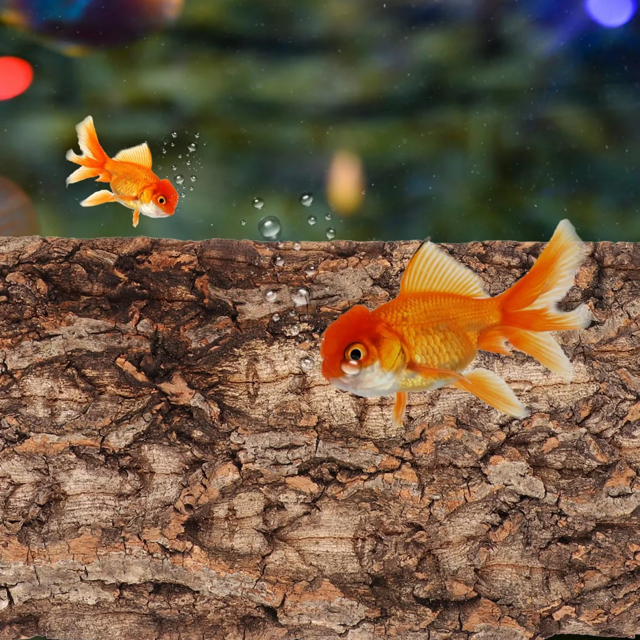 POPETPOP 3 Pezzi Corteccia di Sughero Naturale per Terrario, Sfondo per Rettili, Decorazione per Acquario e Vivario, Kit Varie Dimensioni per Drago Barbuto e Geco