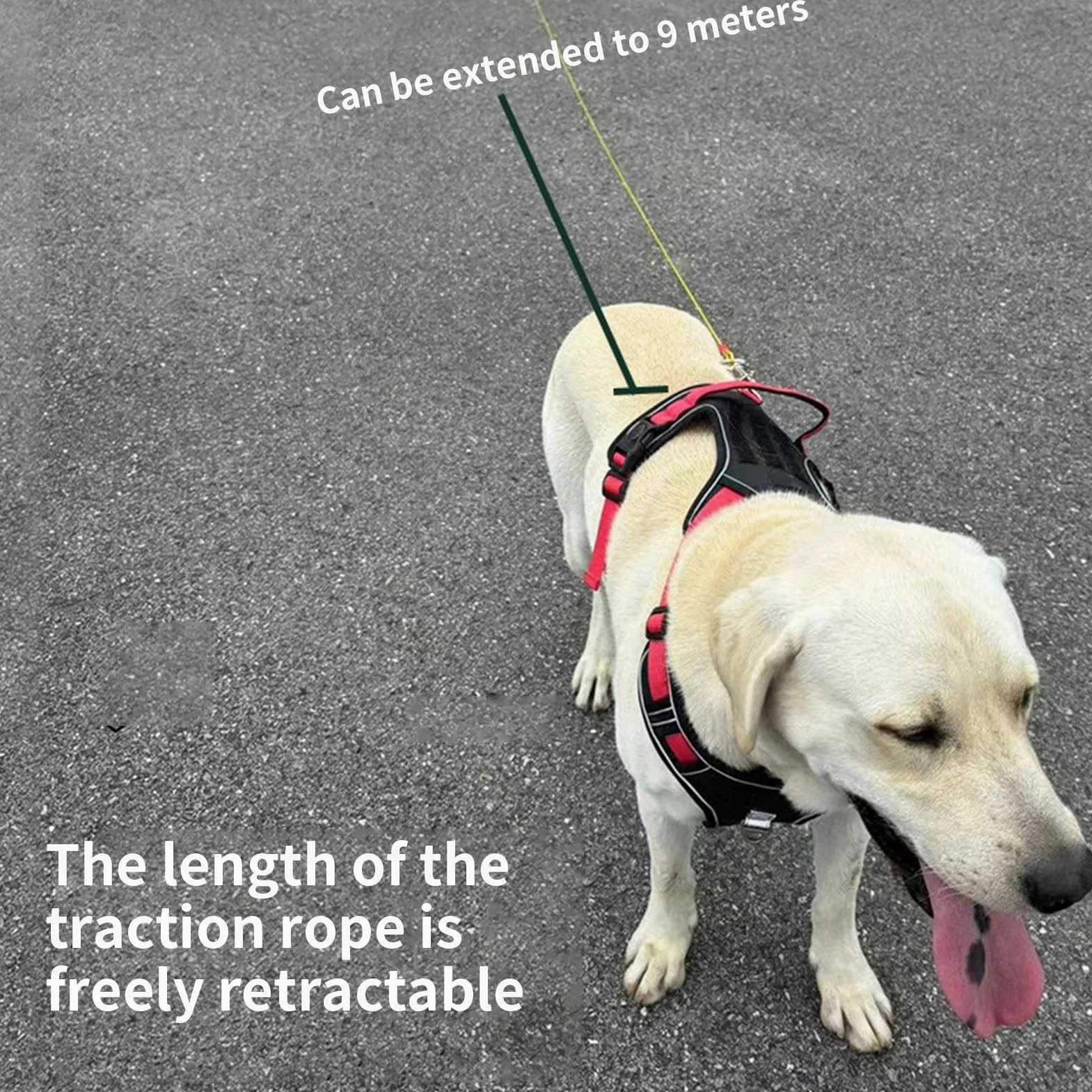Guinzaglio Retrattile Per Cani Robusto e a Lunga Durata | Retrattile Per Cani Da Parete Per Passeggiate Corsa Escursioni Spiaggia Cortile Giardino Attività All'Aperto