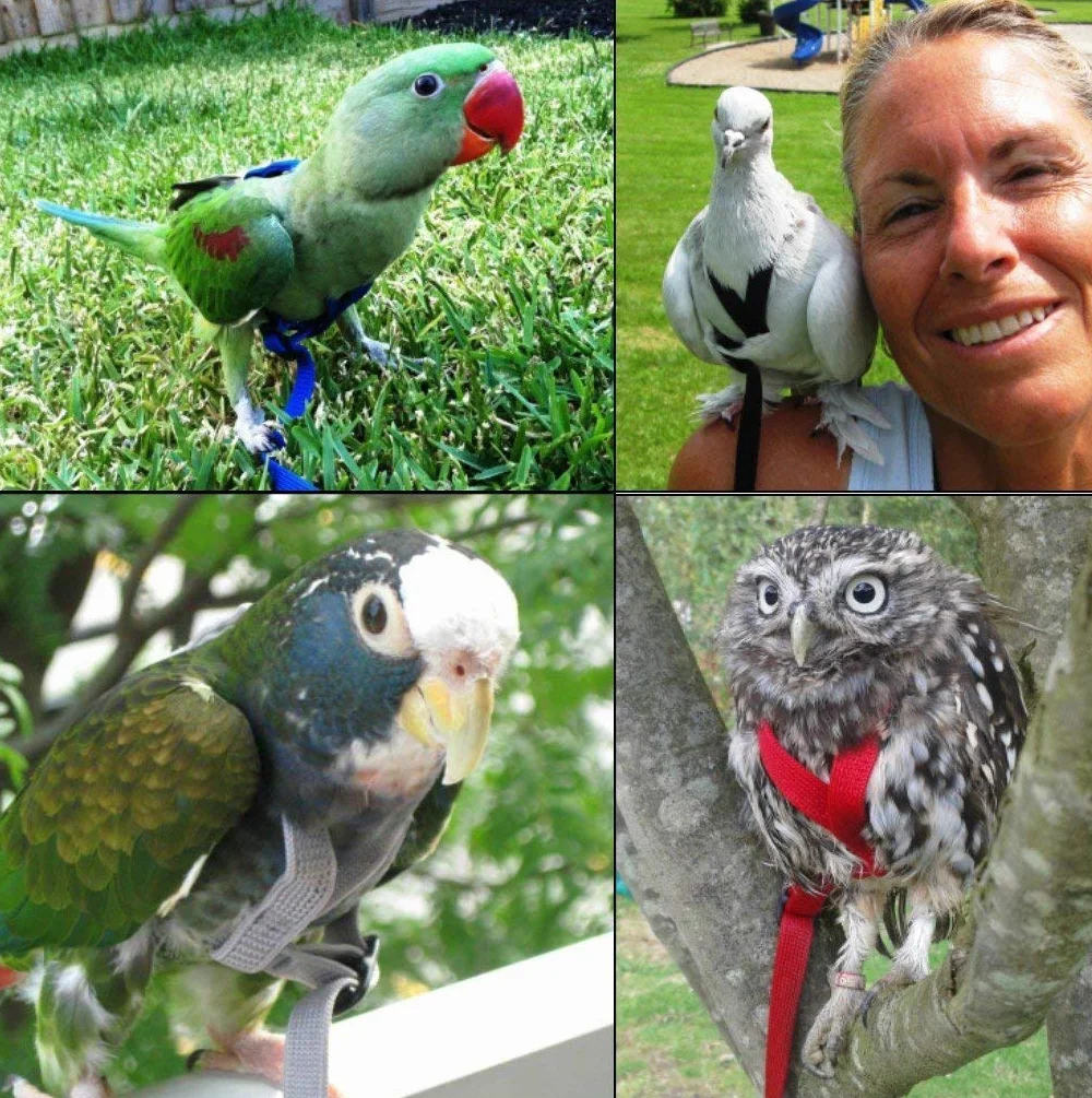 Aviator, imbracatura per uccelli