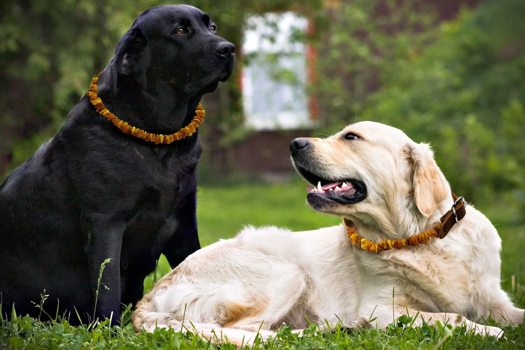 Naturalna ambra baltica collari per cani 40-45 cm