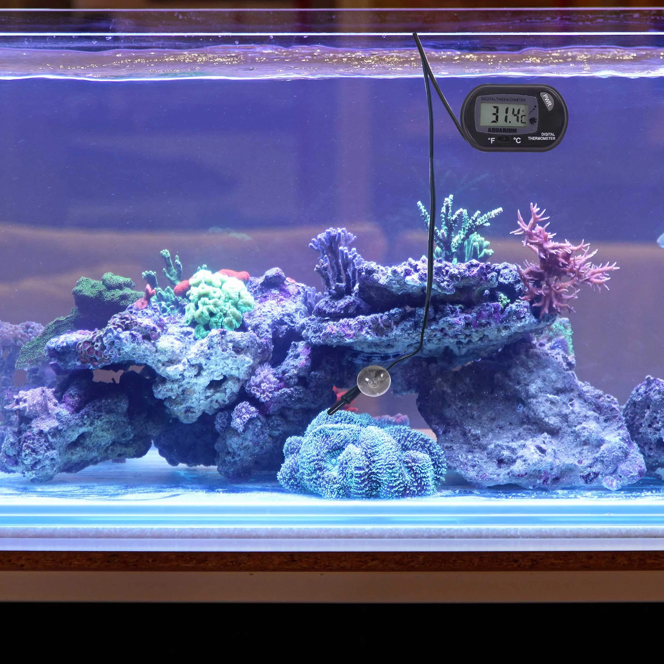 DIGIFLEX Termometro Digitale LCD per Acquari Marini
