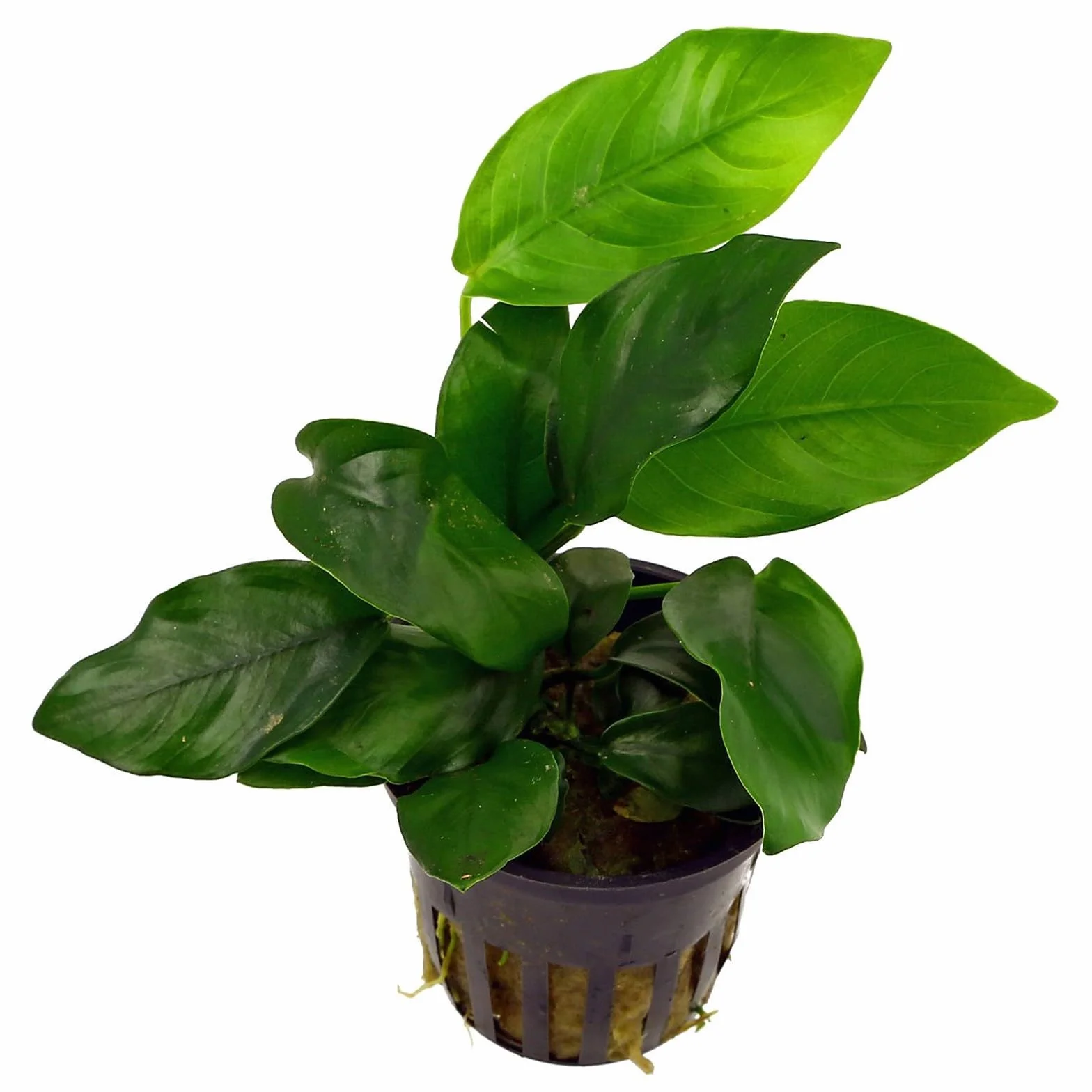 Pianta vera per acquario, Anubias barteri var. nana
