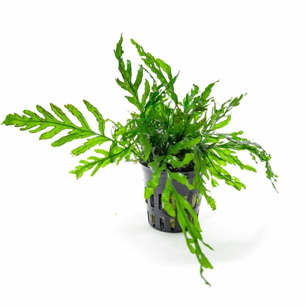 Bolbitis heudelotii | Coppia di Felci Acquatiche Vive in Vasetto per Acquario Dolce | Piante Acquatiche Ornamentali – Foglie Eleganti e Frastagliate