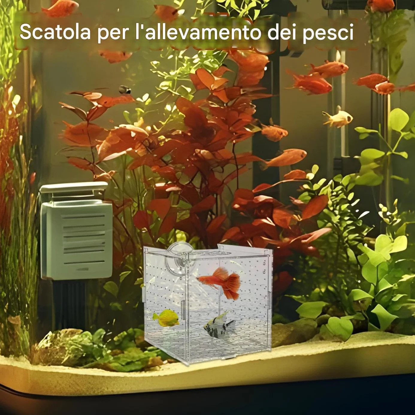 Scatola Isolamento per Vasca Pesci - Vasca Per Acquario In Acrilico Trasparente - Container Stabile per Allevamento di Gamberetti Guppy Pesci Angelo Adattamento e Schiusa