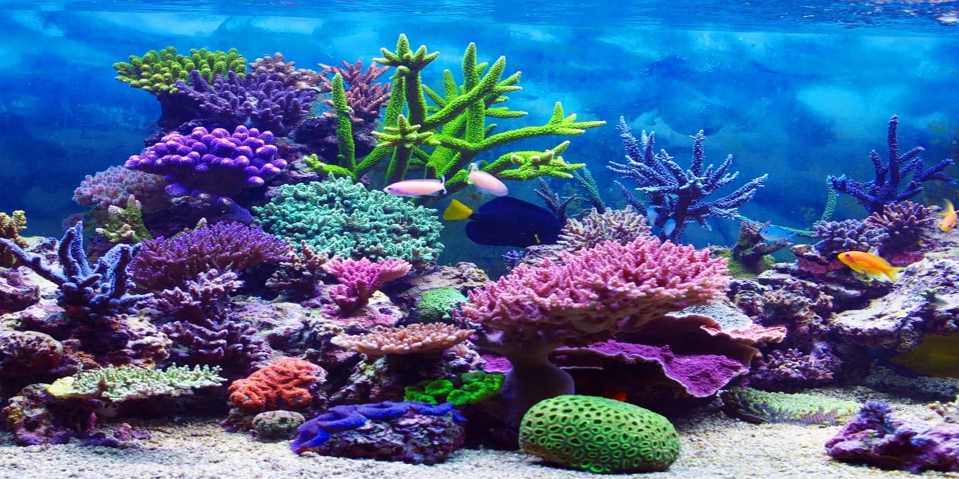 61x41cm Durevole Vinile Subacqueo Tema Acquario Sfondo Colorato Corallo Pesce Tropicale Sottomarino Mondo Pesce Serbatoio Poster Sfondo