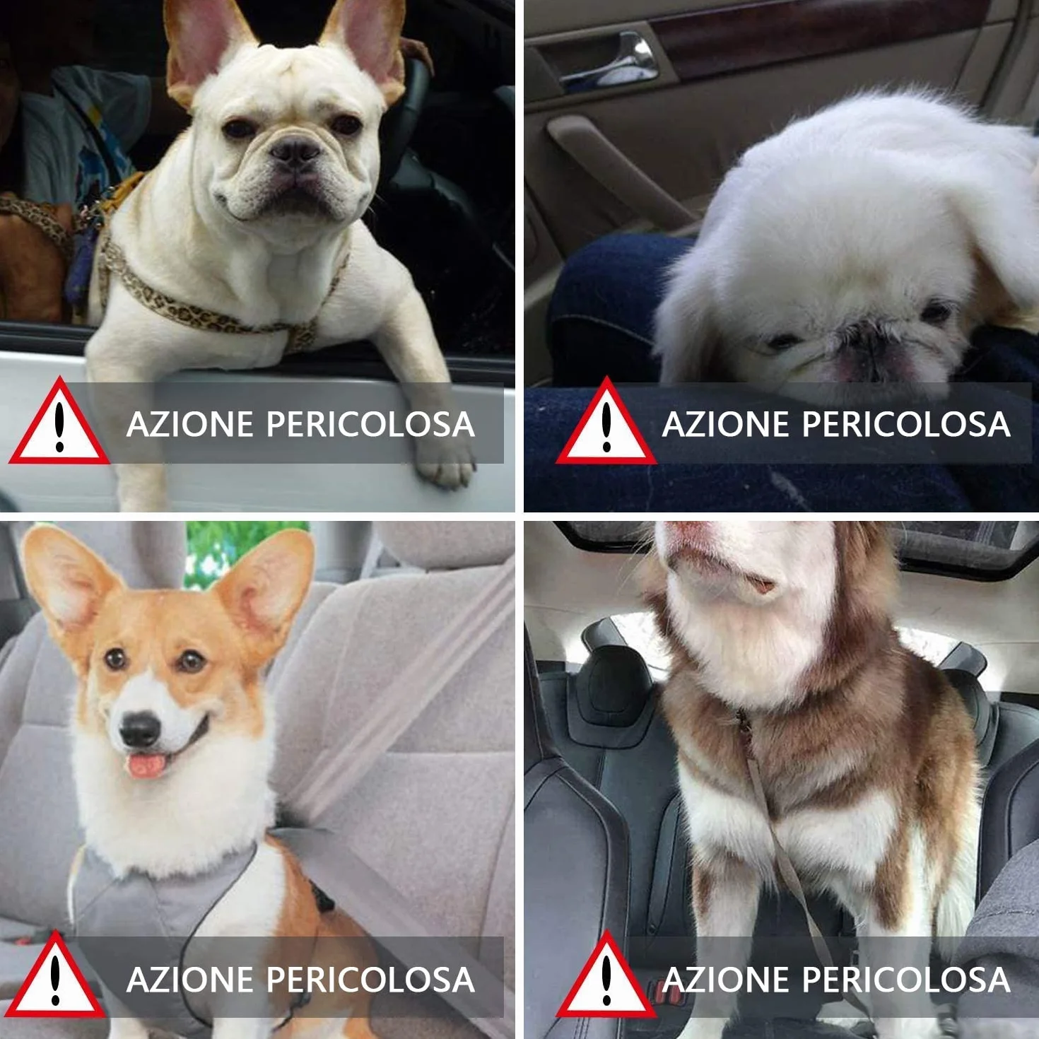 Seggiolino Auto per Cane Piccola Media Taglia con Cintura Sicurezza Trasportino Coprisedile Gatto Pet Borsa Anteriore Multicolore