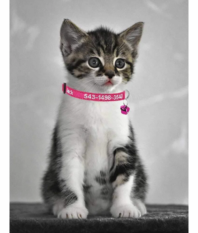 Collare per gatto personalizzato Breakaway con campana, fibbia di sgancio di sicurezza collare per gatto personalizzato, nome identificativo ricamato sul collare per gattino con campana (Rosa rossa)