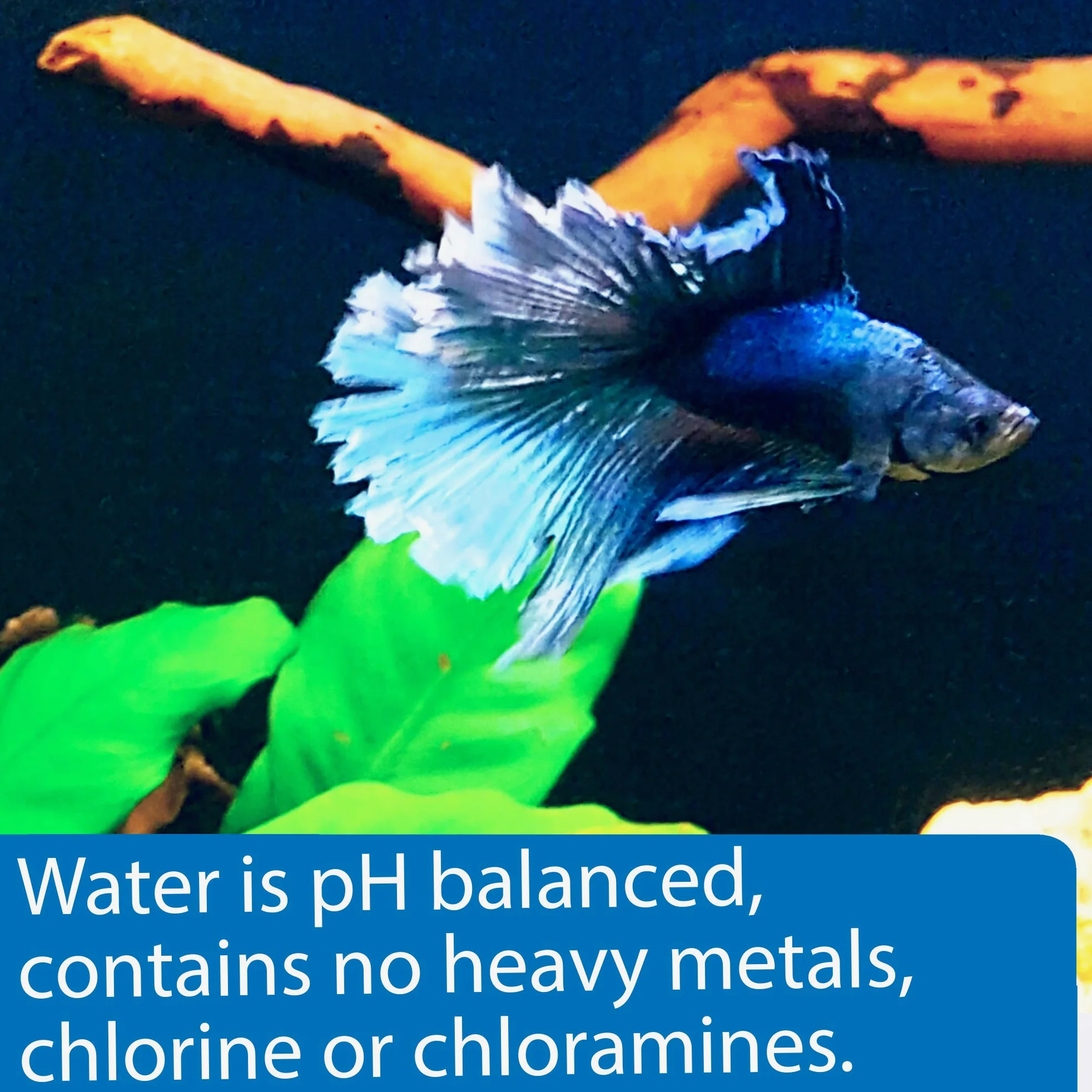 API Betta Water, 64 once