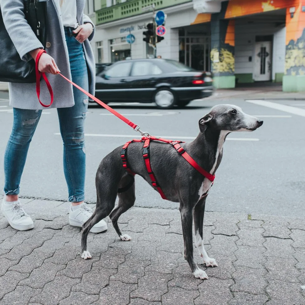 Hunter Vario Rapid Imbracatura anti-panico per cani in nylon aderente resistente agli strappi