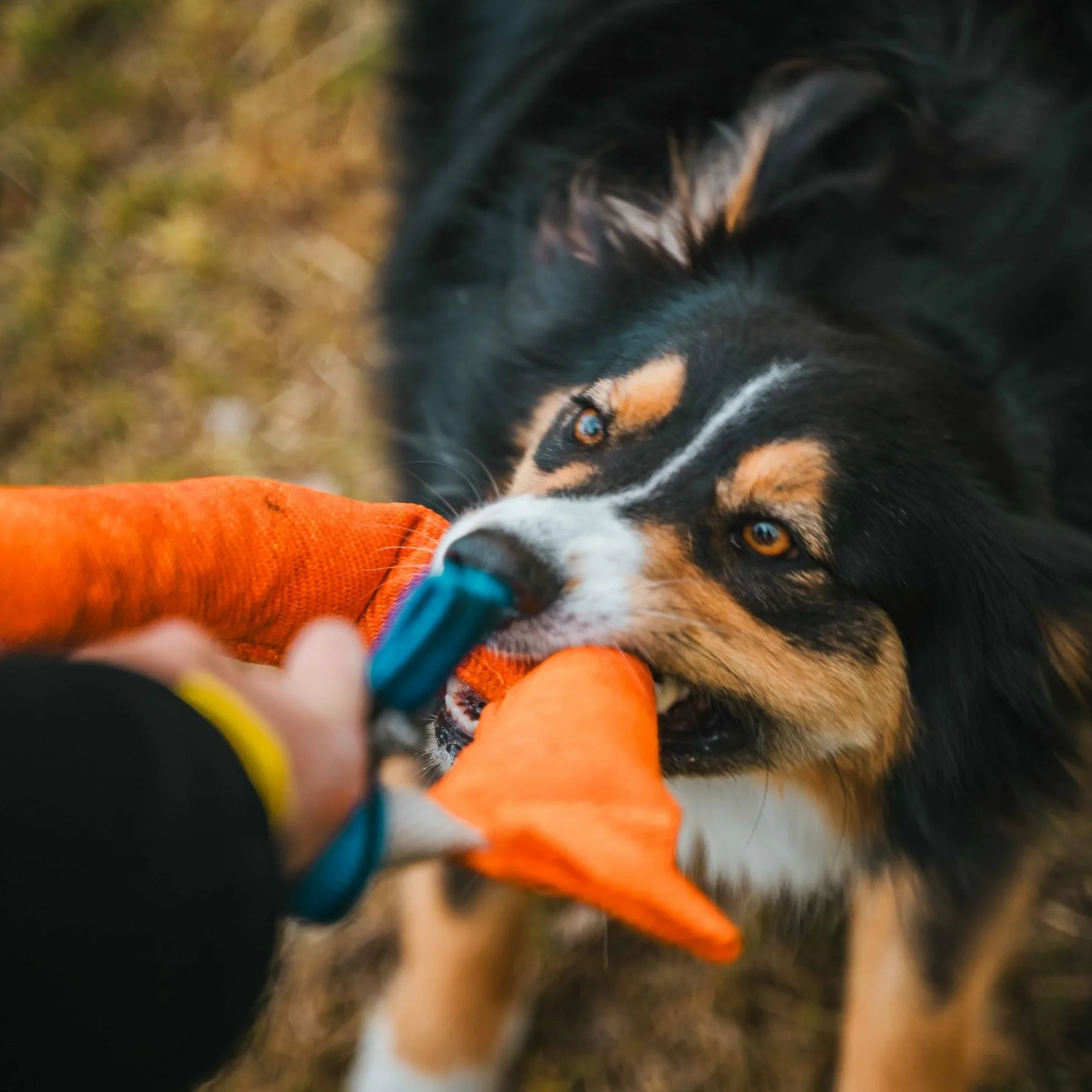 Bull Fit Manicotto per Cani a Ferro di Cavallo 30 cm, Salsicciotto Molto Robusto per I'addestramento dei Cani, per il Tiro alla Fune e per i Giochi di Tiro alla Fune, Arancione