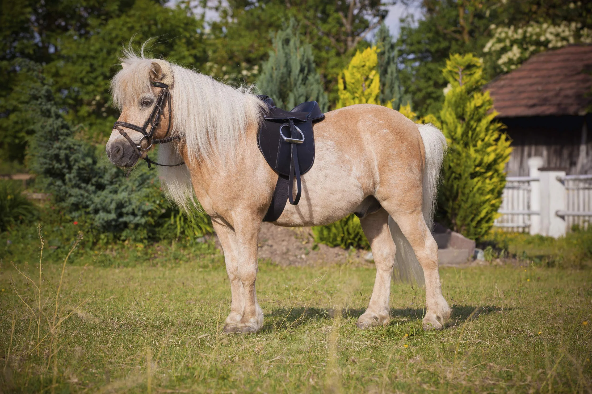 Kerbl, Sella per pony, Nero (Schwarz)