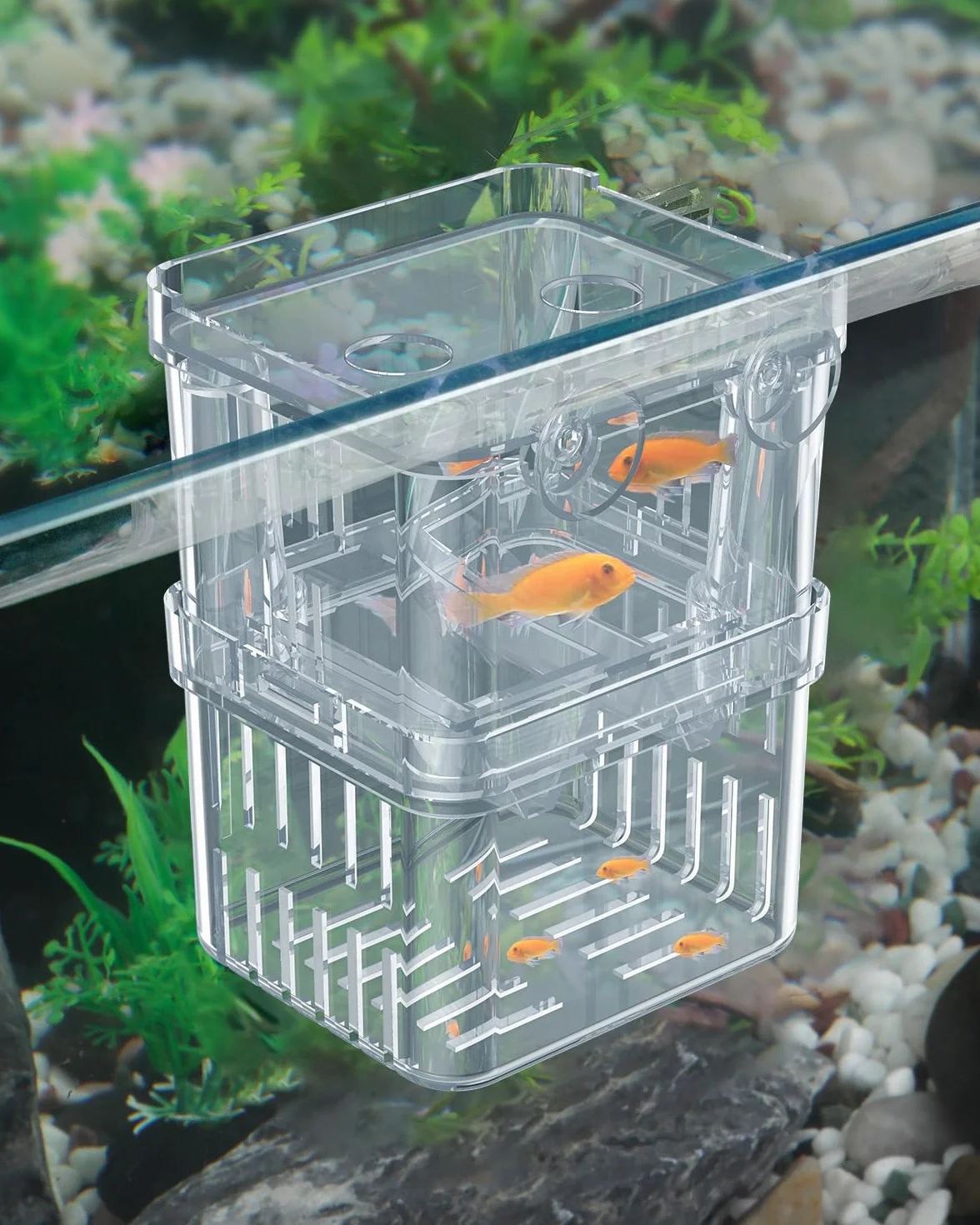 Pawfly acquario pesce allevamento box trasparente plastica Breeder Box per serbatoio di pesce avannotti incubatore incubazione Box per pesci aggressivi Guppy