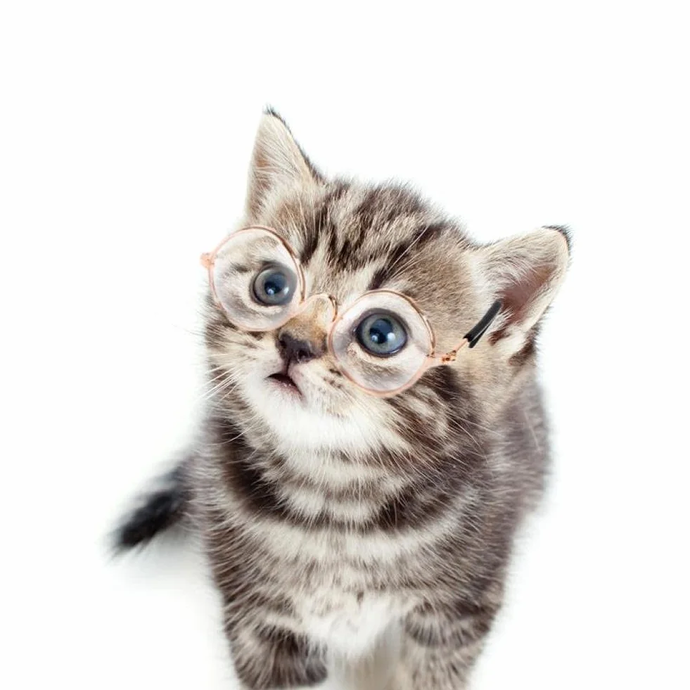 Occhiali Sole per Cani per Piccoli Gatti Classici Occhiali Sole Circolari retrò Foto di Oggetti di Sospensione degli Occhi Accessori per Animali Domestici per Animali Domestici