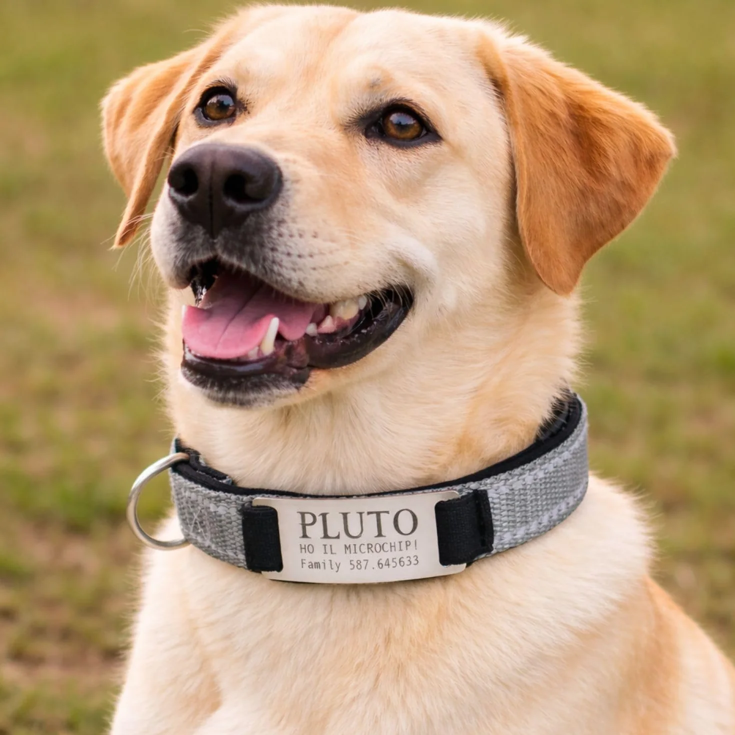 Gruppo Veneziano - collare cane personalizzato - collare cane personalizzabile con targhetta in metallo - linee Catarifrangenti - clip in abs - gancio per guinzaglio