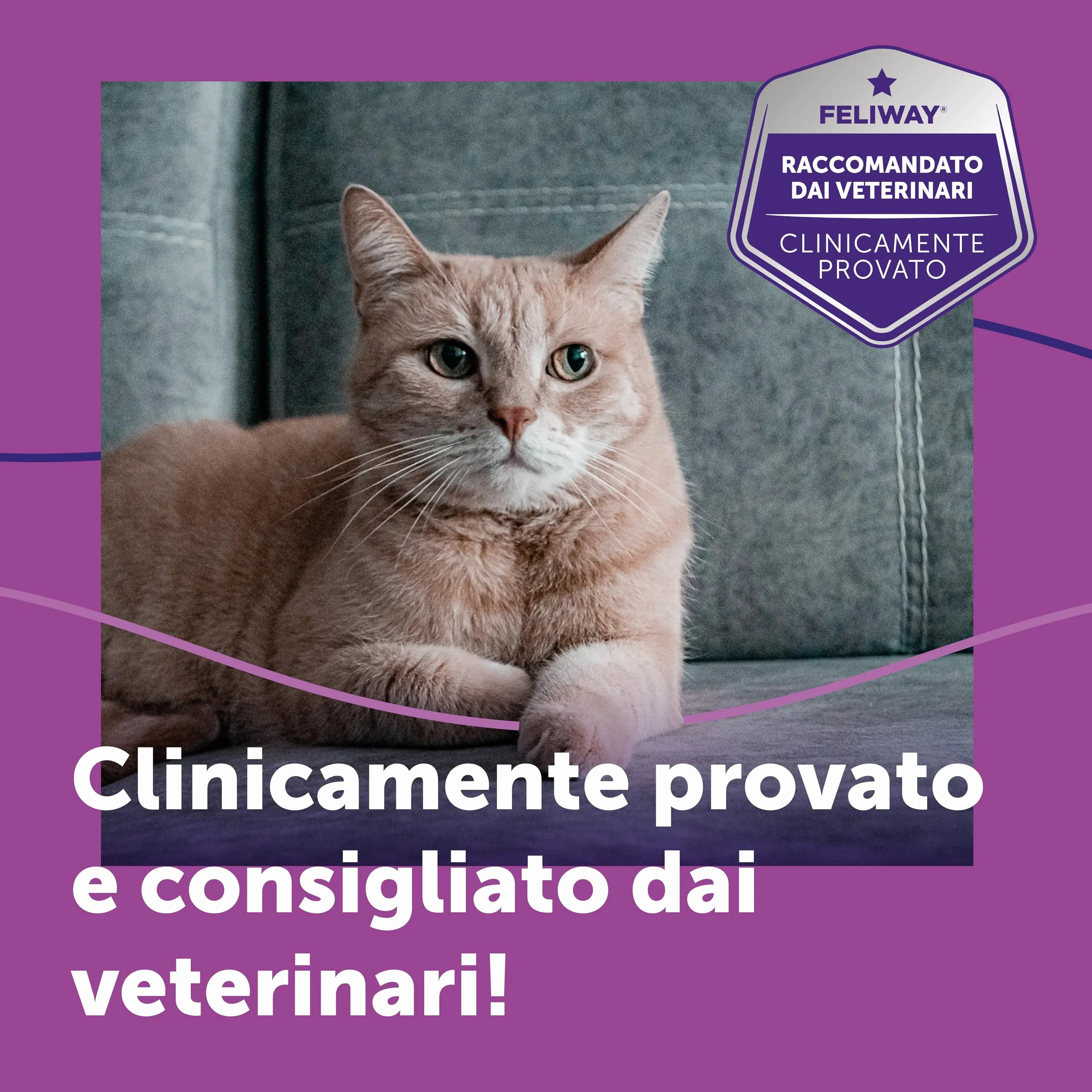 FELIWAY Classic Starter Kit Diffusore di Feromoni Calmanti per Gatti, 48 ml – Aiuta a risolvere i segni comuni di stress nei gatti e gattini, Raccomandato dai Veterinari, Clinicamente Testato