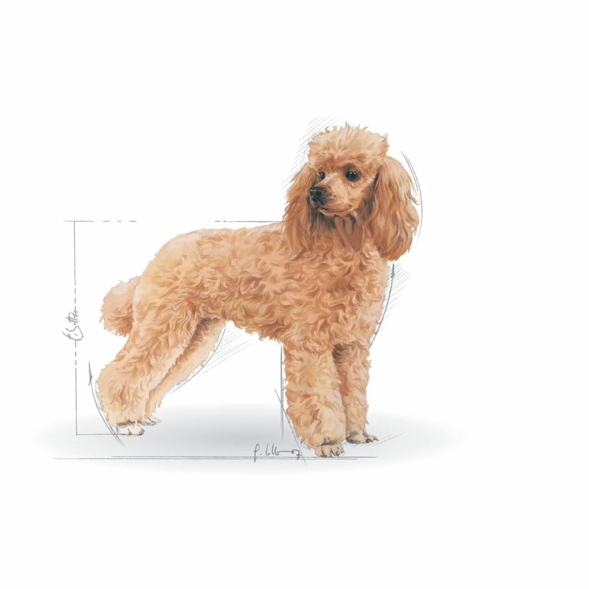 Royal Canin Poodle Adult | 3 kg | Alimento secco per Barboncini adulti | Per sostenere il pelo e il tono muscolare | Per cani a partire da 10 mesi di età