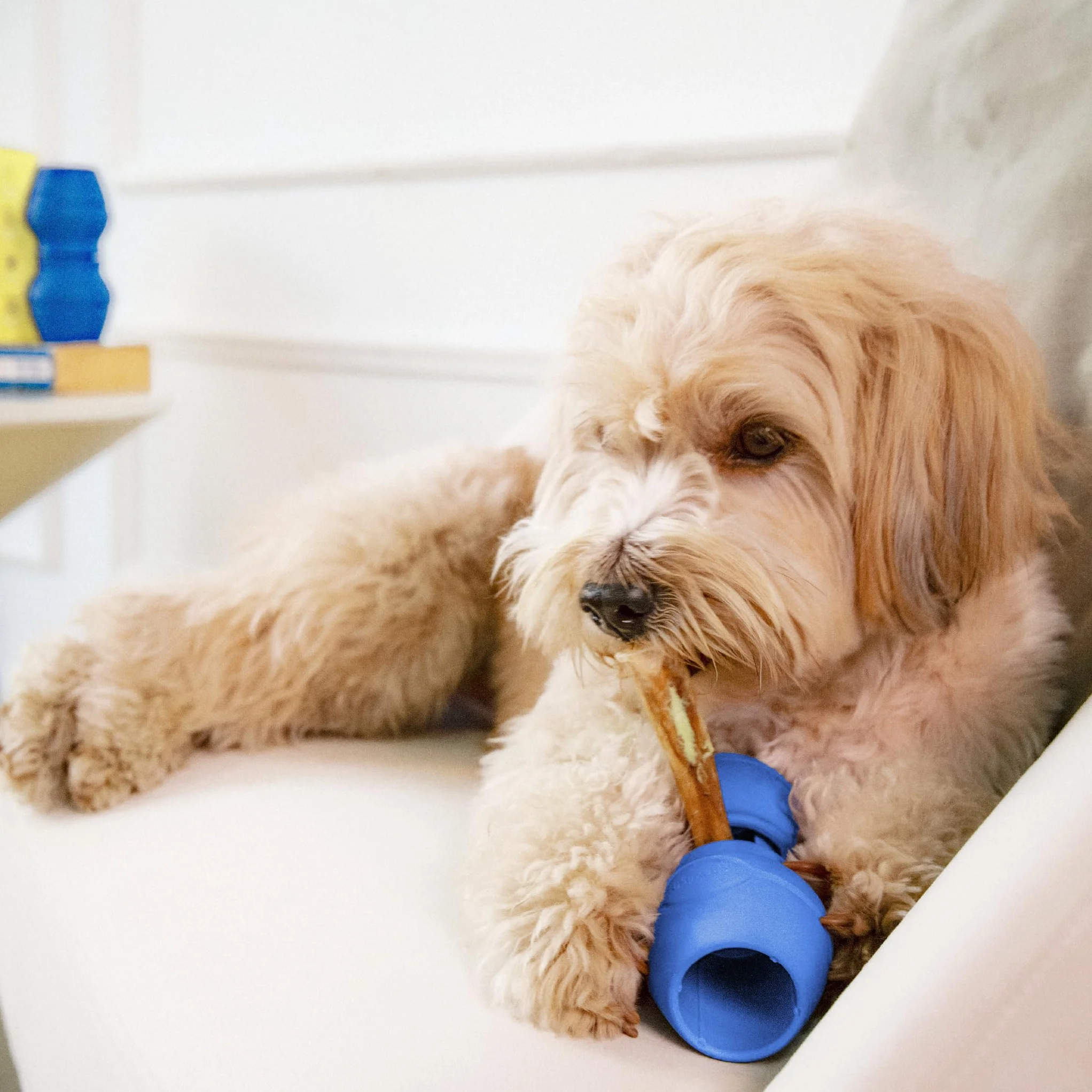 Chewise Supporto per Bastoncini da Masticare per Cani, versione migliorata, resistente e sicuro, dispositivo BPA-free per prevenire il soffocamento, compatibile con vari bastoncini e taglie di cani