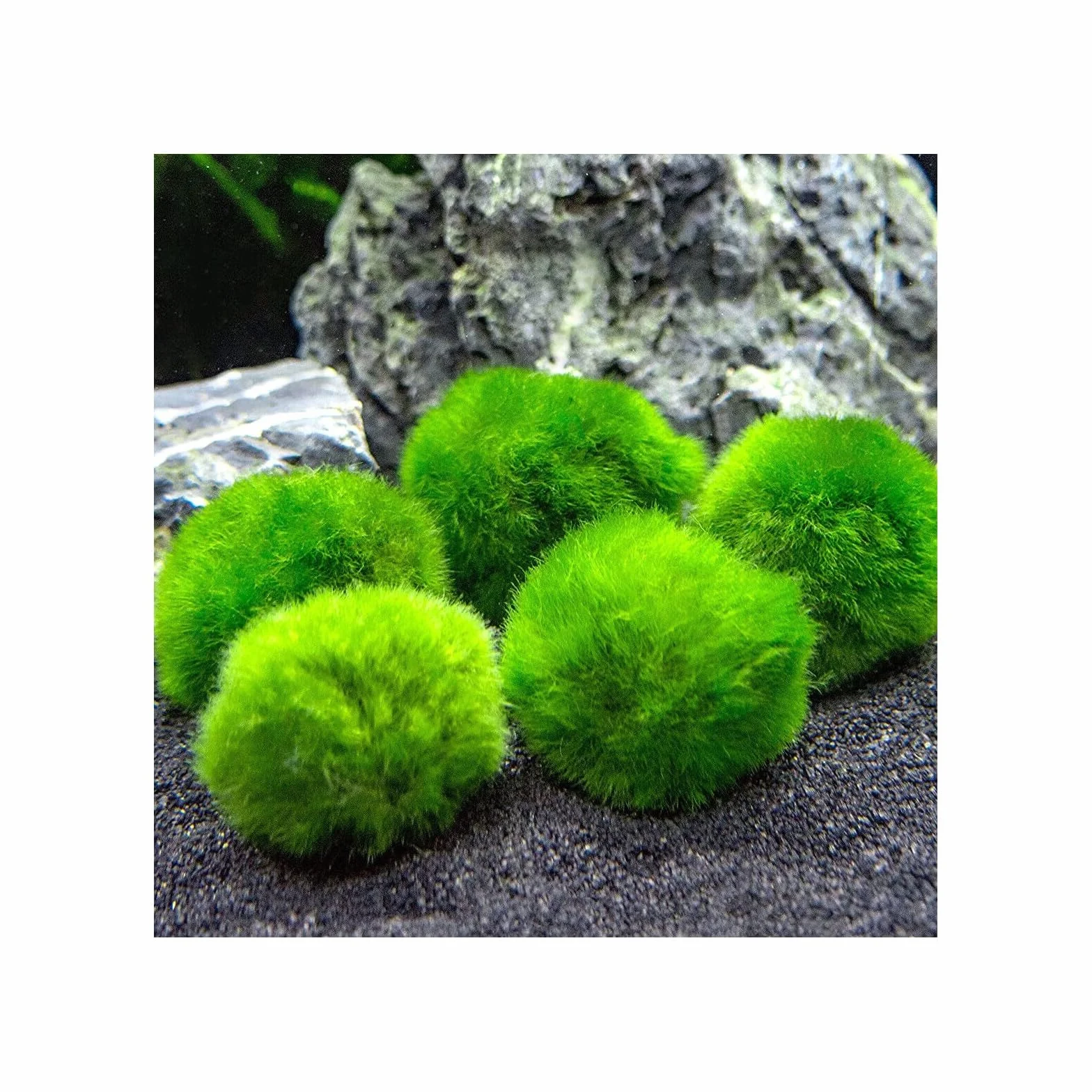 Marimo (2-3 cm) Alga Palla Cladophora Aegagropila Muschio Decorazione Naturale per Acquari Terrari 2 Pezzi