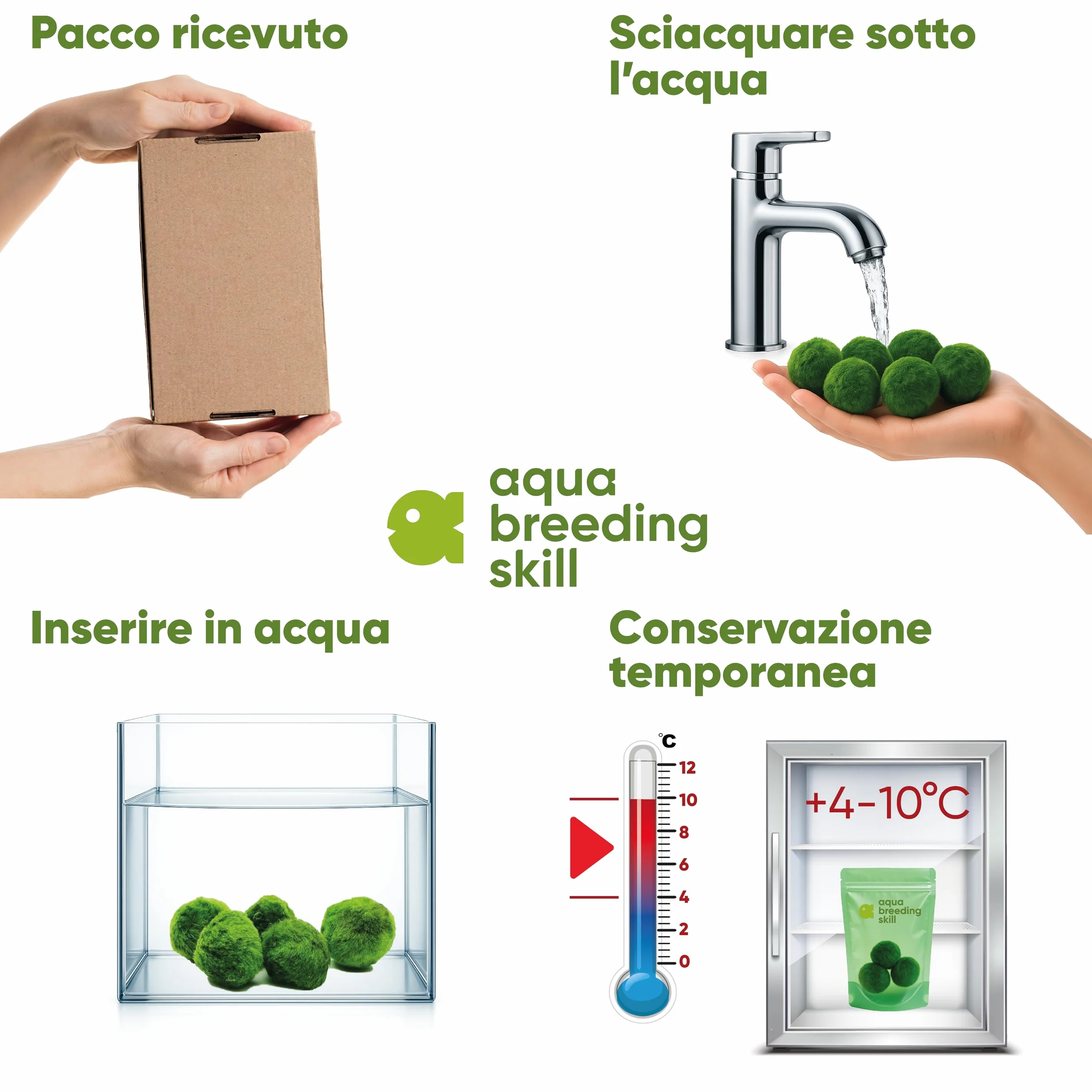 AquaBreedingSkill Set di 3 alga palla Marimo viva 4–5 cm – piante vere per acquario dolce, pianta acquario vera naturale, marimo alga regalo