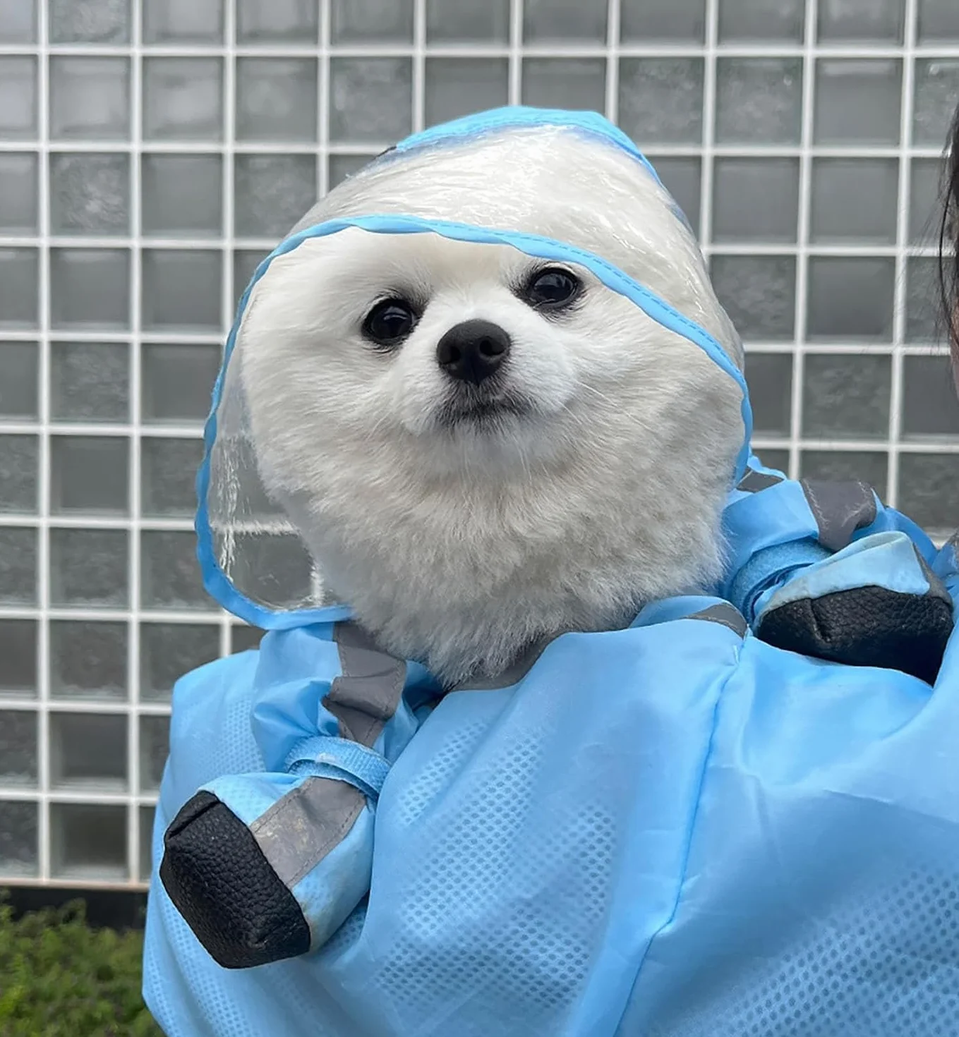 Impermeabile per cani con cappuccio - Tuta impermeabile a copertura completa per quattro zampe con scarpe, asciugatura rapida, per animali domestici, per cani di taglia piccola, media e