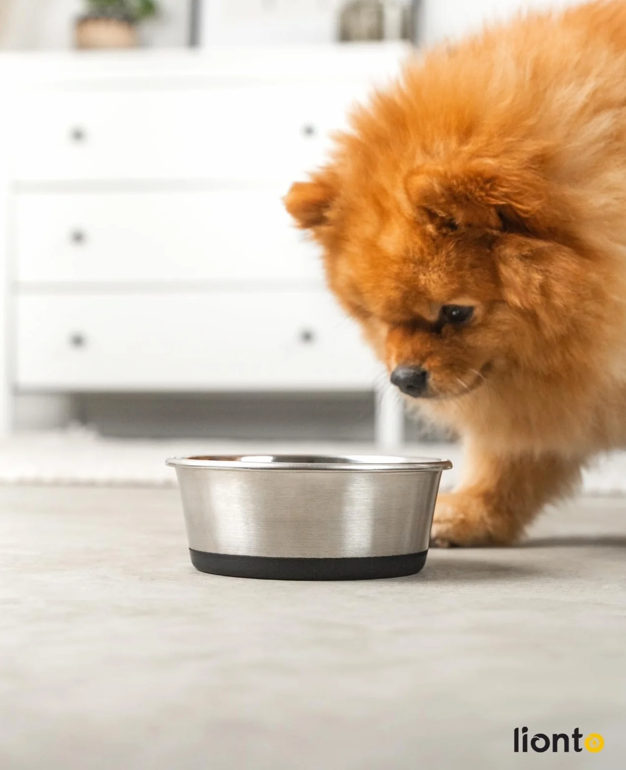 lionto Ciotola per cibo in acciaio inox, 600 ml, ciotola per cani per alimenti con fondo in silicone antiscivolo, ciotola per acqua per cani e gatti, lavabile in lavastoviglie