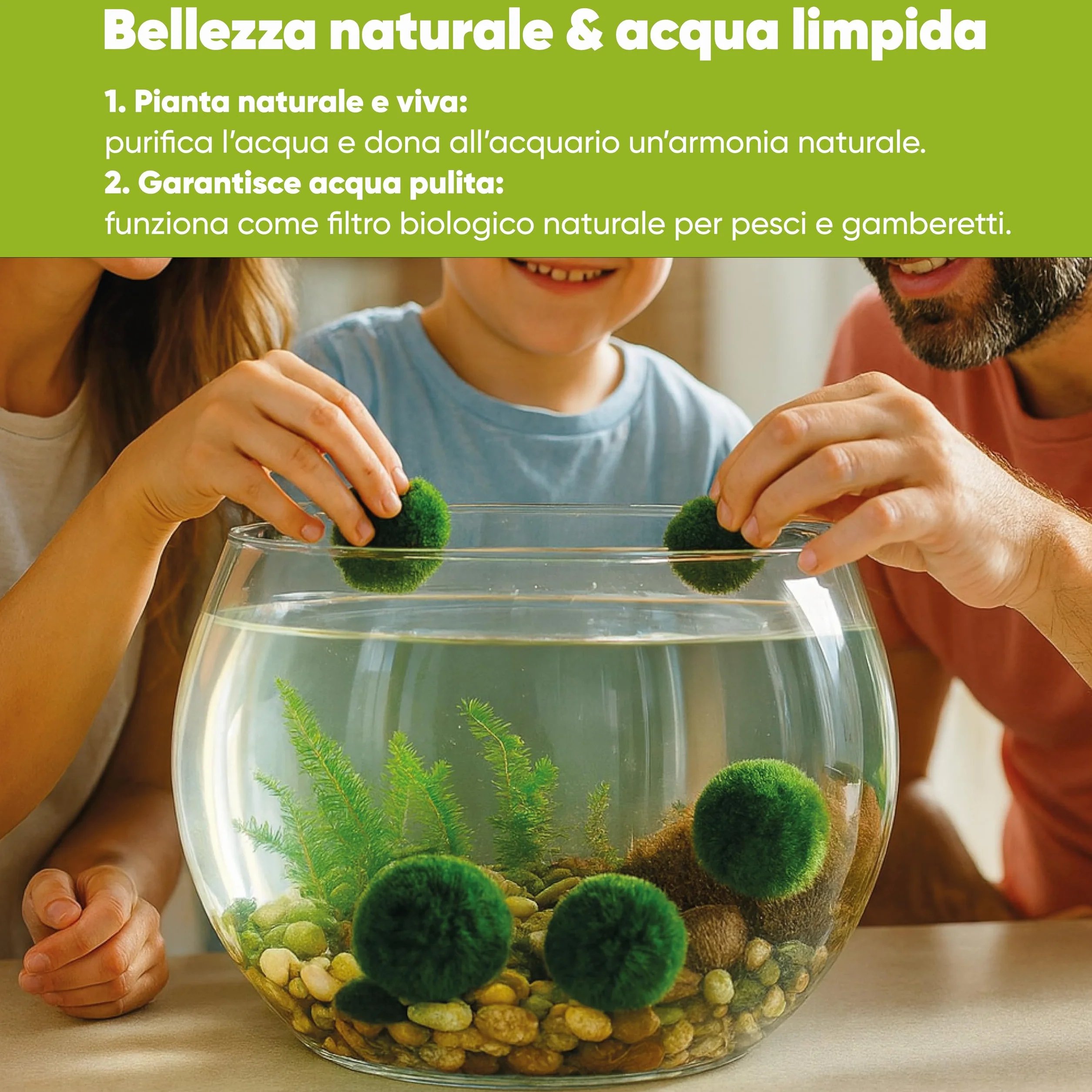 AquaBreedingSkill Set di 3 alga palla Marimo viva 4–5 cm – piante vere per acquario dolce, pianta acquario vera naturale, marimo alga regalo